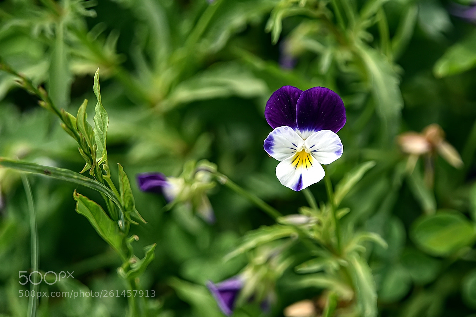 Nikon D750 sample photo. Pansy photography