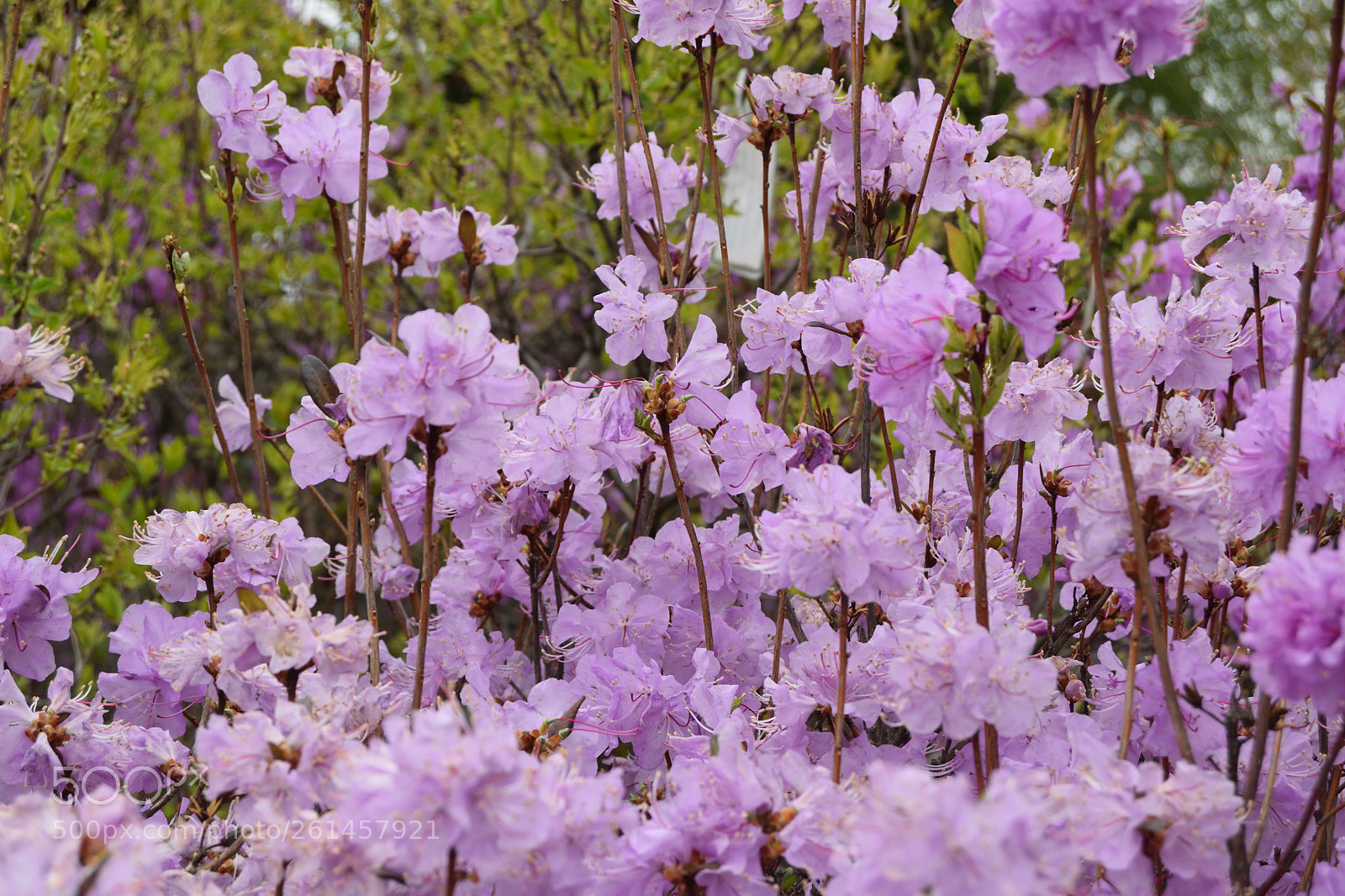 Nikon D3300 sample photo. Spring flowering pale lavender photography