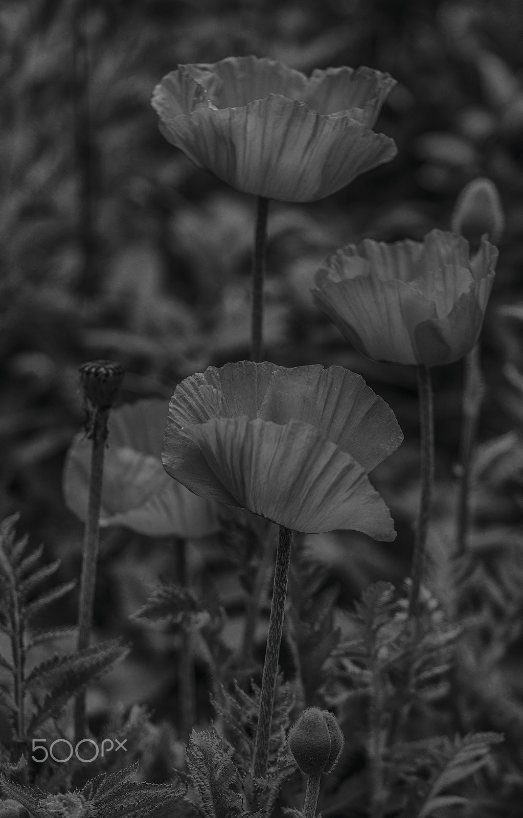 Pentax K-5 II sample photo. Poppies photography