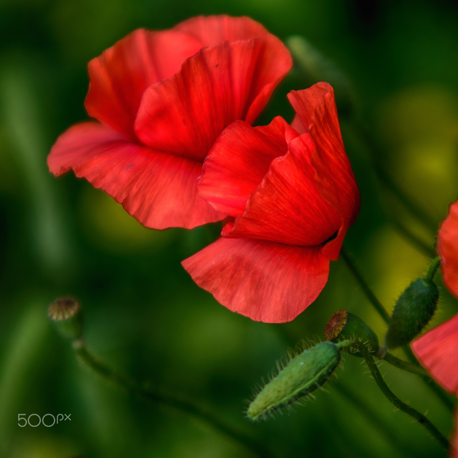 Pentax K-5 II sample photo. Poppies2 photography