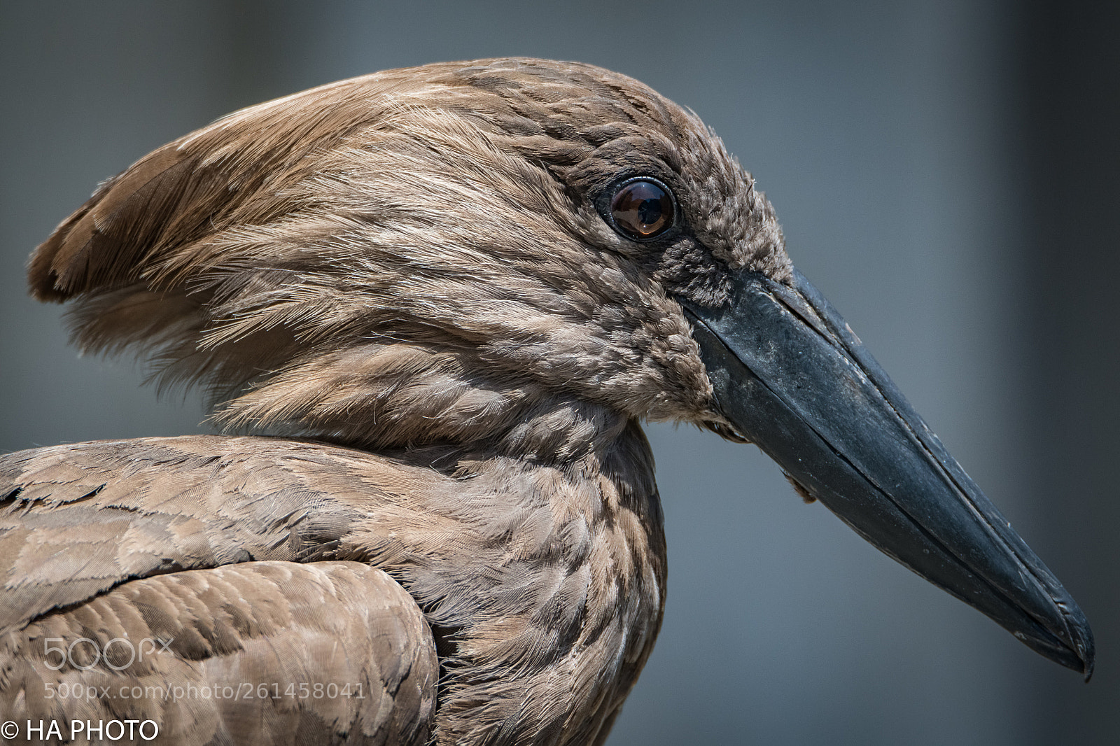 Nikon D850 sample photo. Hamerkop photography