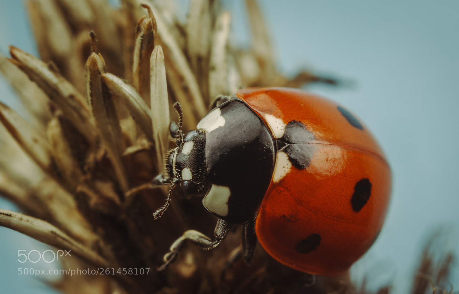 Canon EOS 5D Mark II sample photo. 7-spot ladybird photography