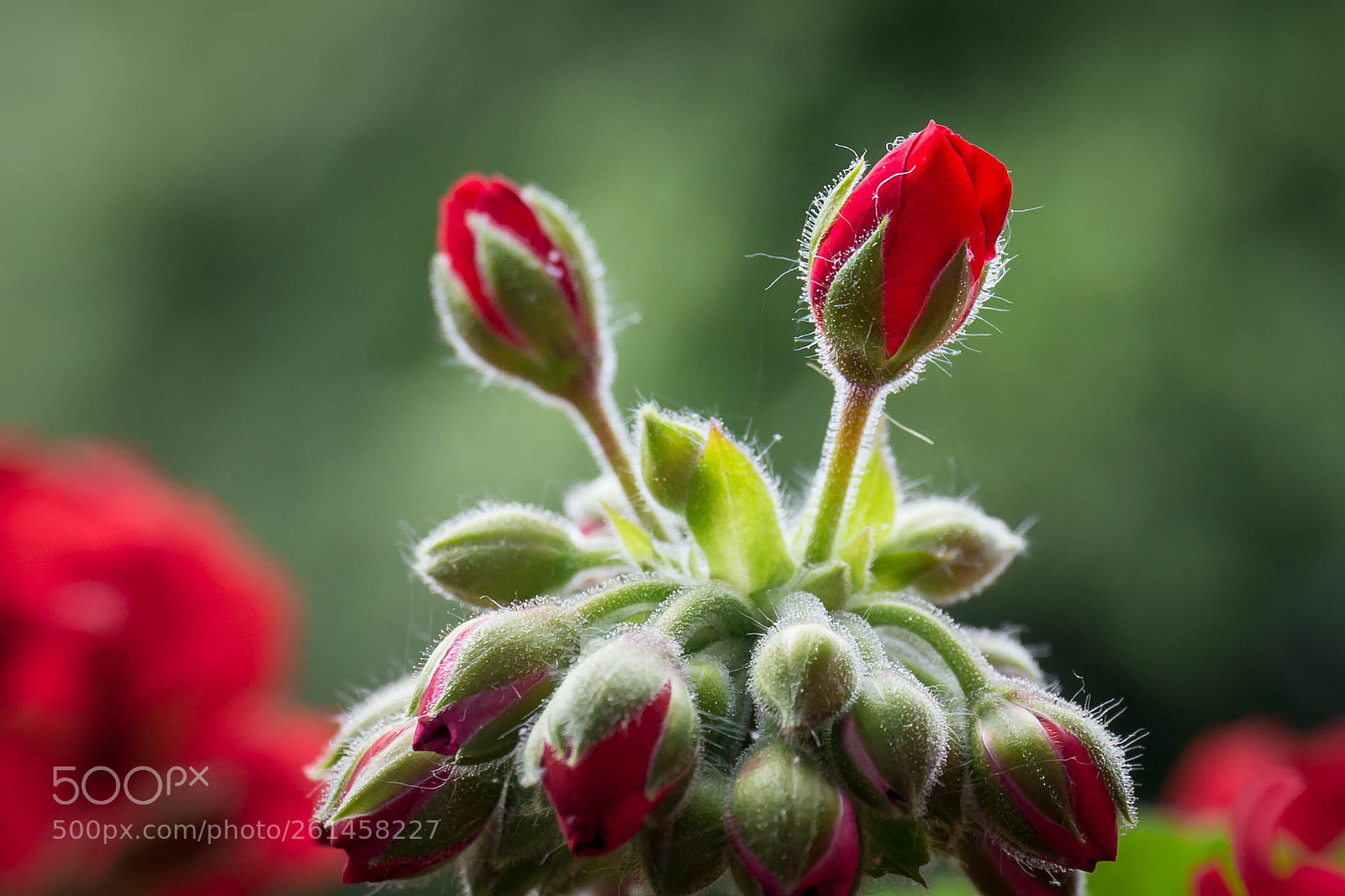 Canon EOS 6D sample photo. Geranium bulb photography