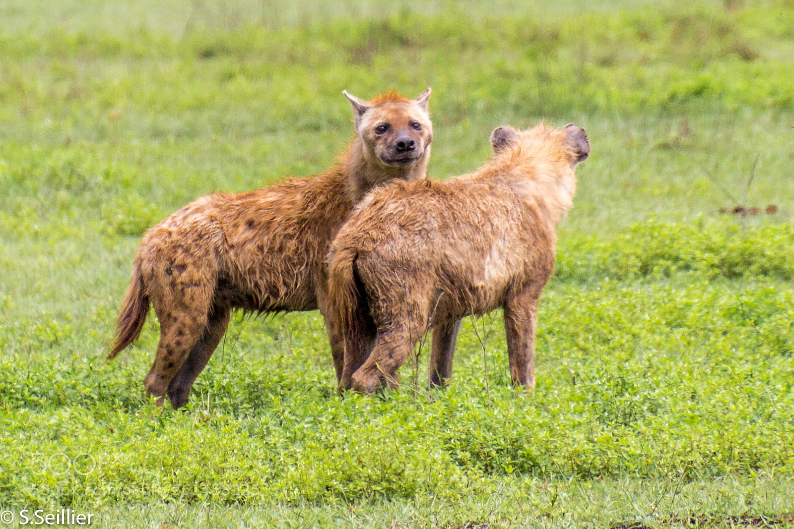 Canon EOS 700D (EOS Rebel T5i / EOS Kiss X7i) sample photo. Hyenas photography
