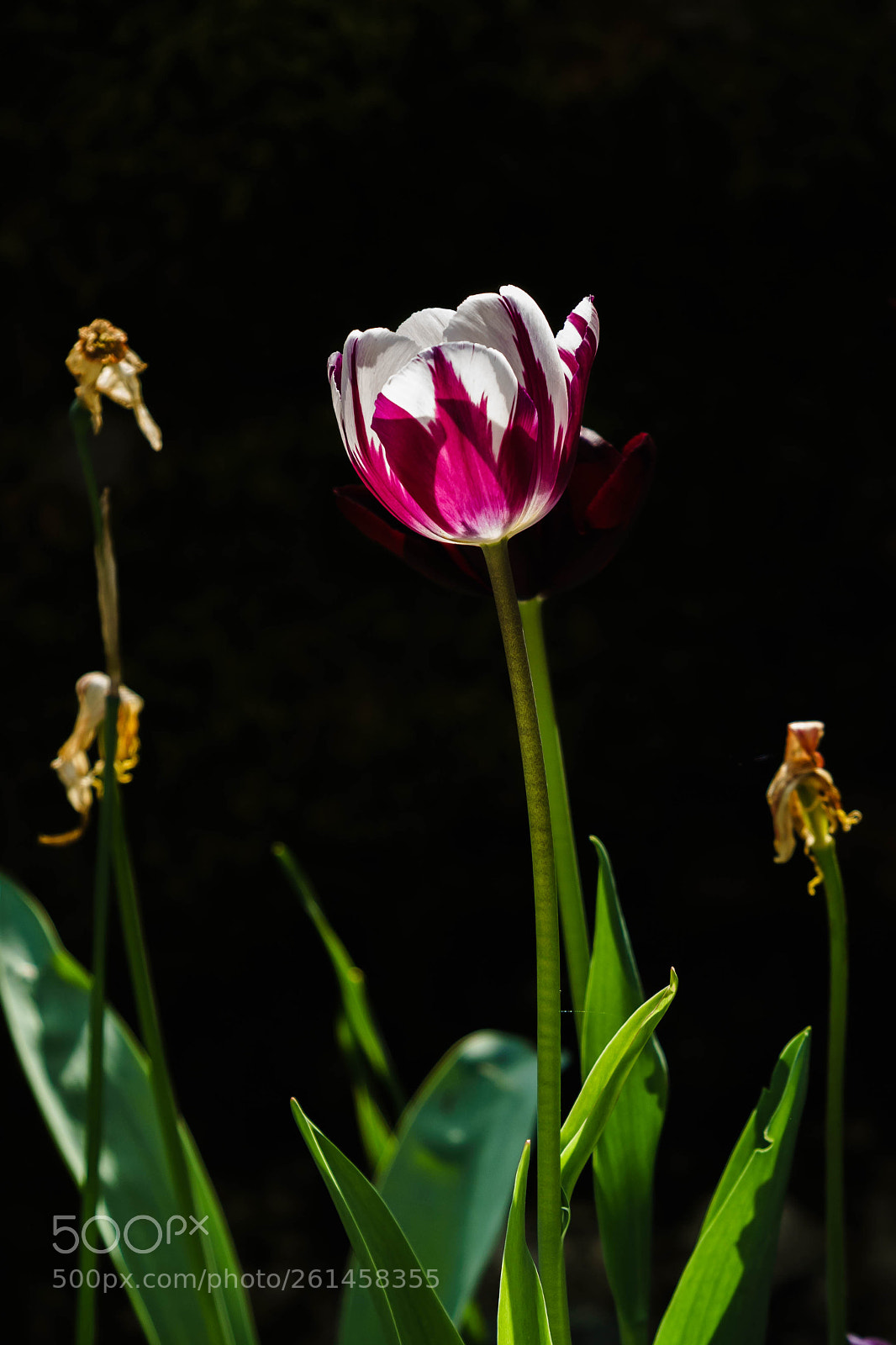 Sony a6300 sample photo. Spring flowers vii photography