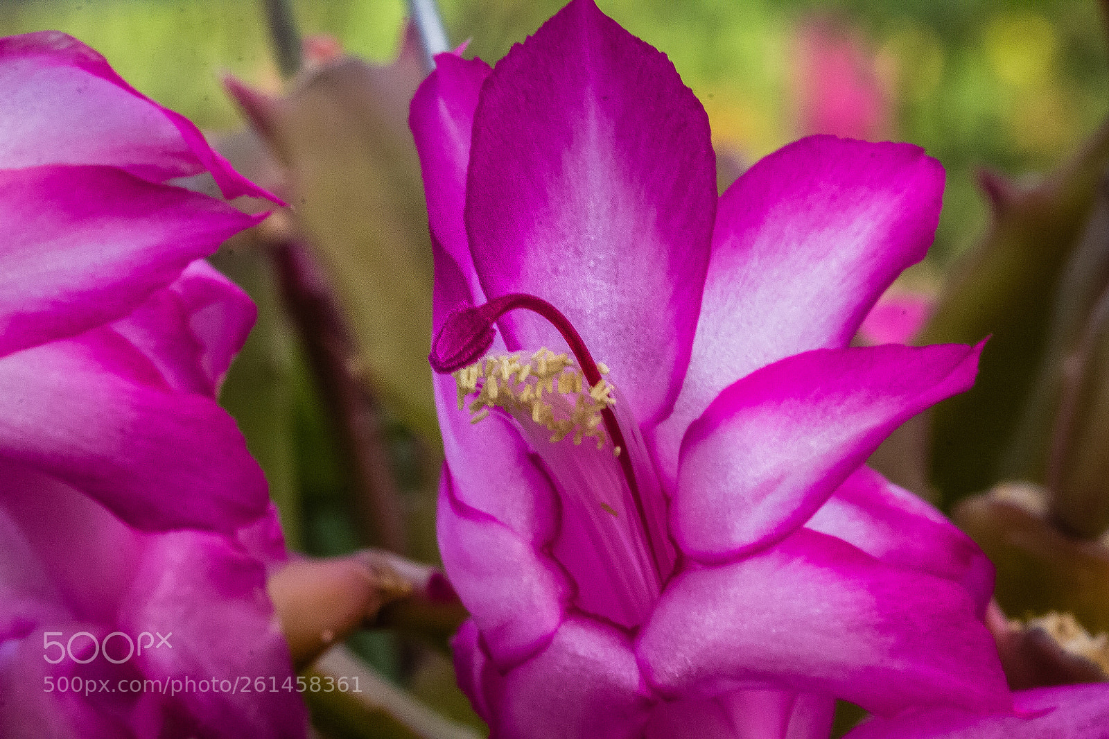Canon EOS 60D sample photo. Schlumbergera photography