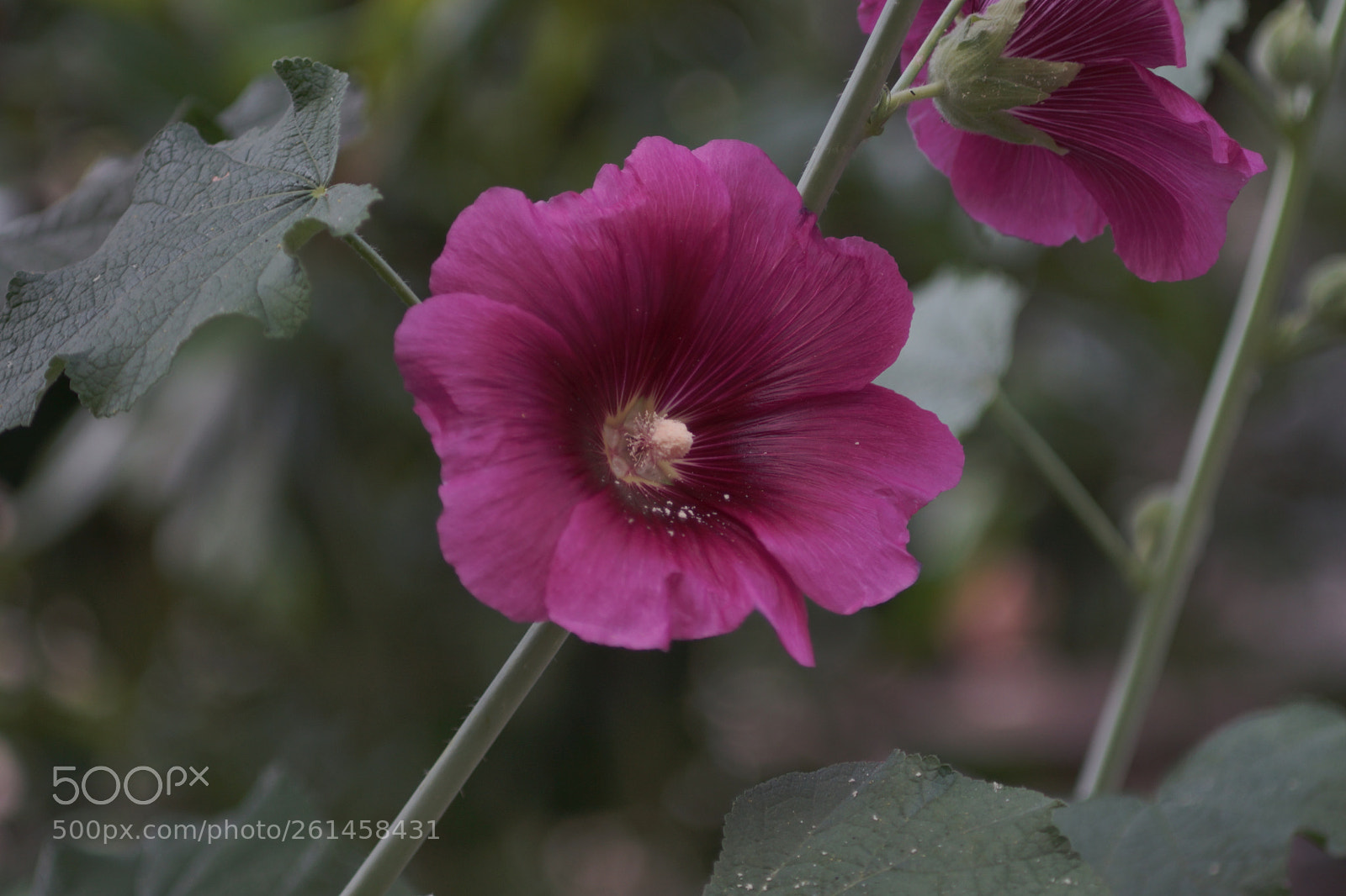 Sony SLT-A77 sample photo. ..... photography