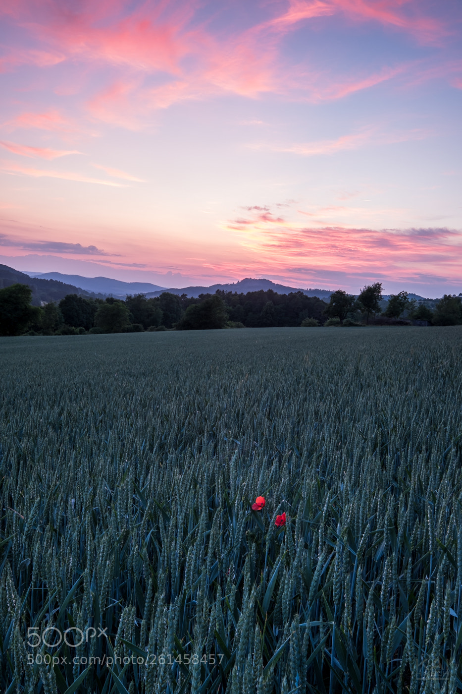 Fujifilm X-T2 sample photo. Two in the field photography