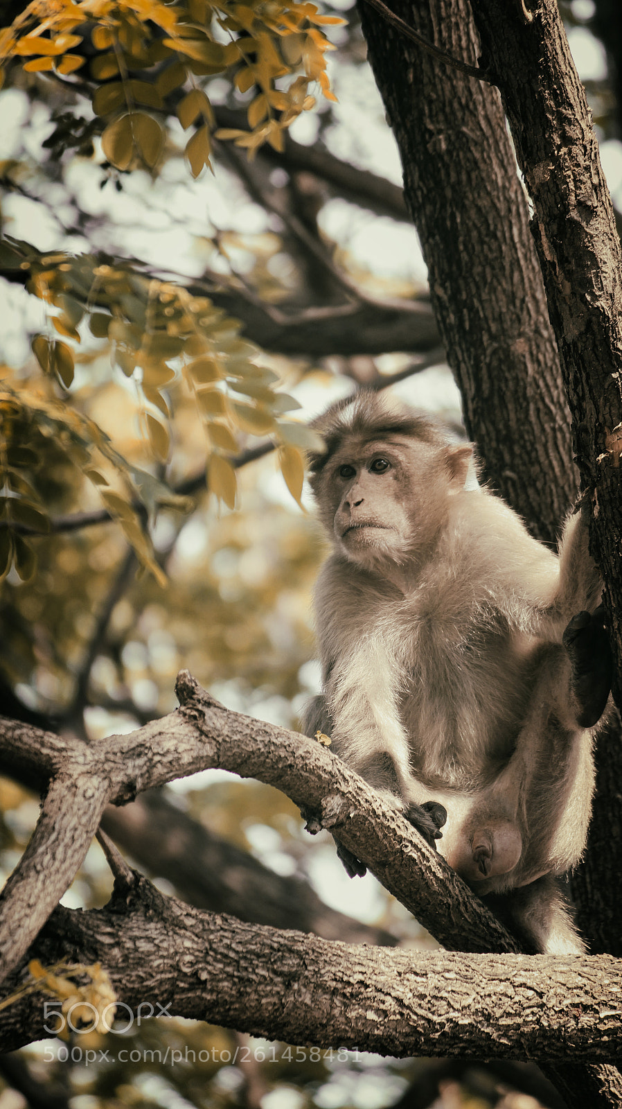 Canon EOS 700D (EOS Rebel T5i / EOS Kiss X7i) sample photo. Monkey on tree photography