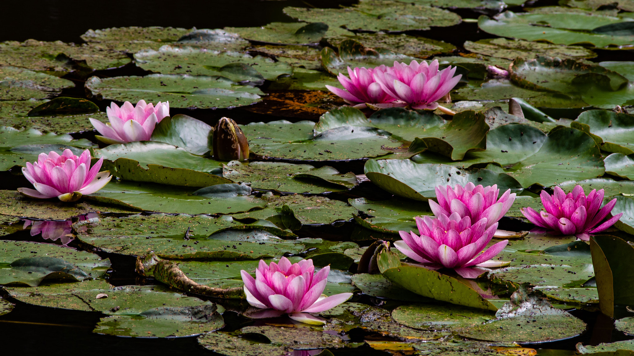 Olympus PEN E-PL5 sample photo. Waterlilies photography