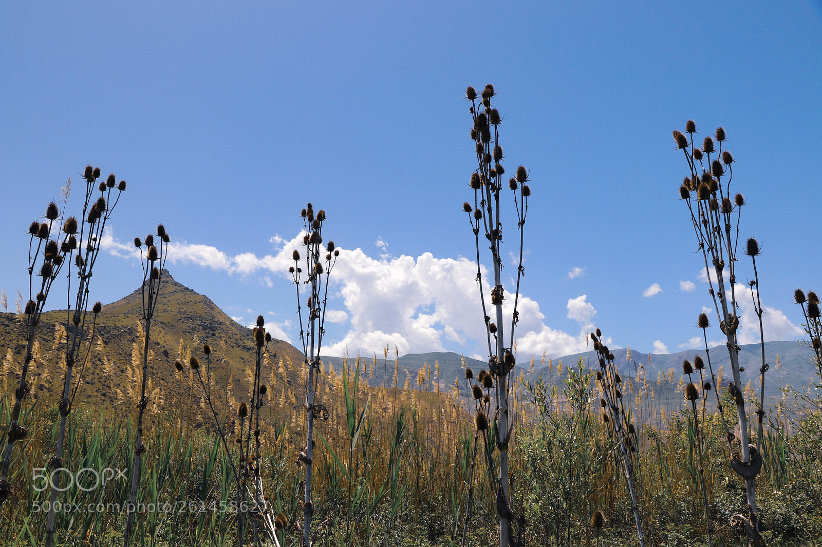 Canon EOS 80D sample photo. Untitled photography