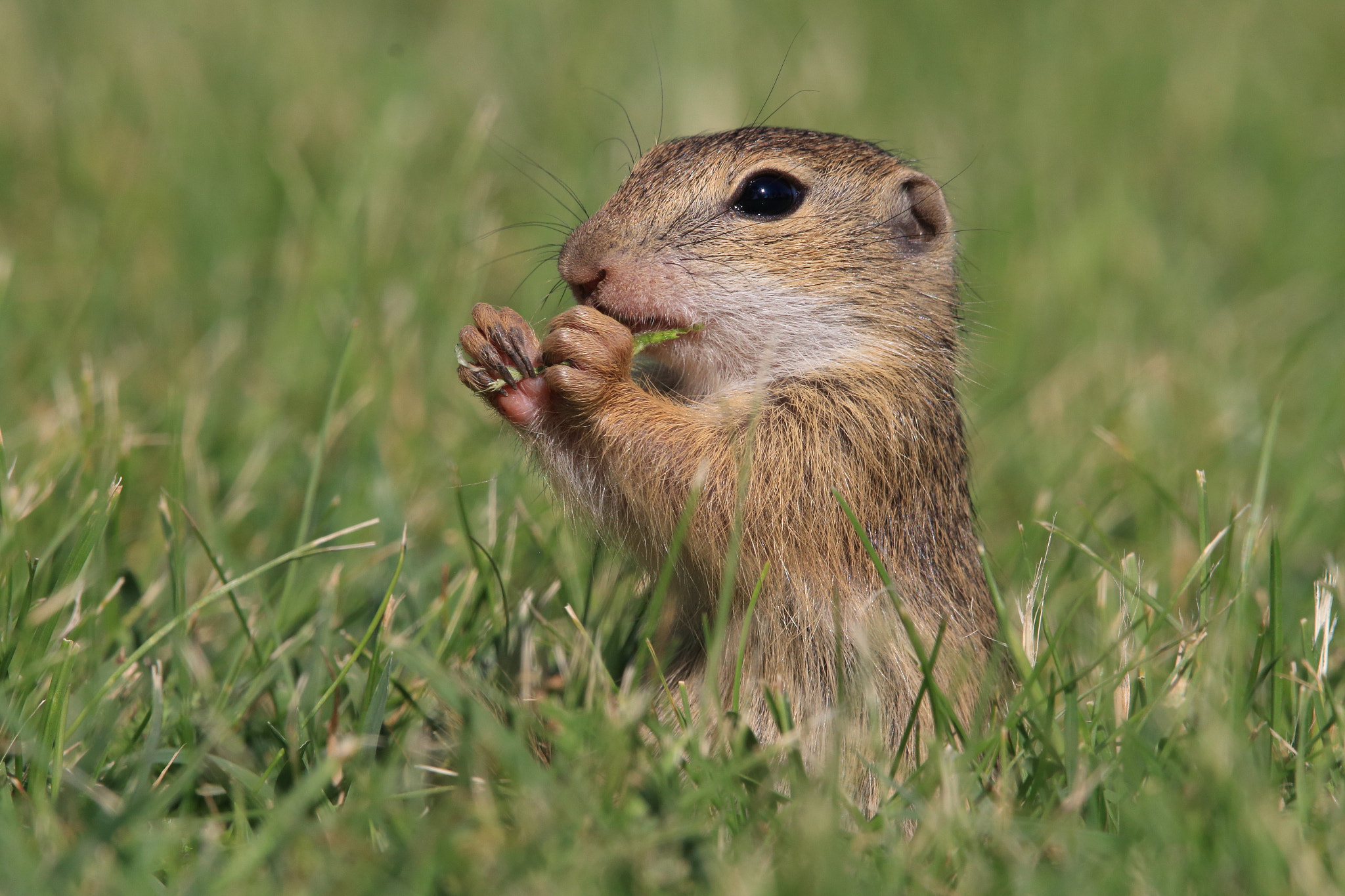 Sigma 150-600mm F5-6.3 DG OS HSM | C sample photo. Zieselbaby photography