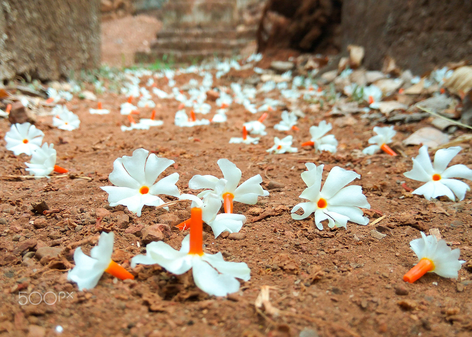 Xiaomi Redmi Note3 sample photo. प्राजक्ताची फुले night blooming jasmine photography