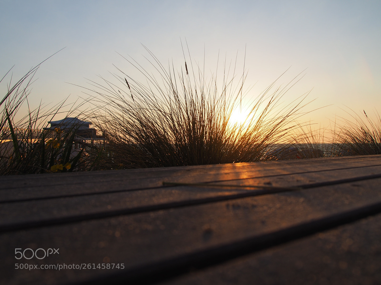 Olympus OM-D E-M10 II sample photo. Sungrass photography