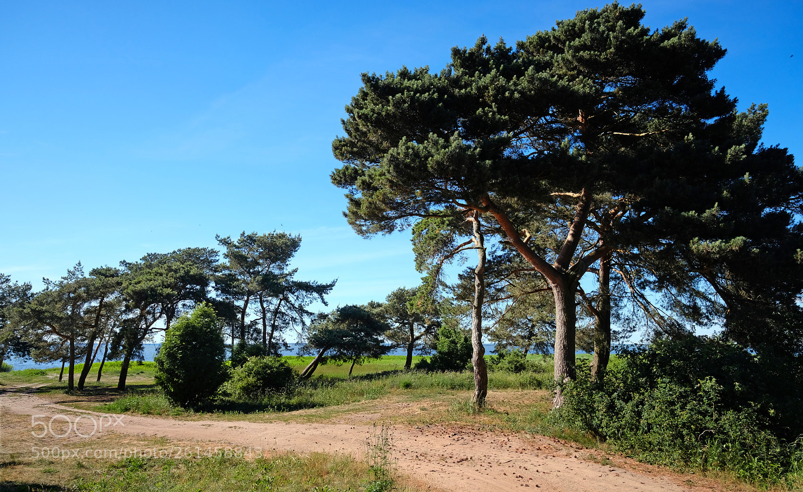 Fujifilm X-T20 sample photo. Pines on the shore photography