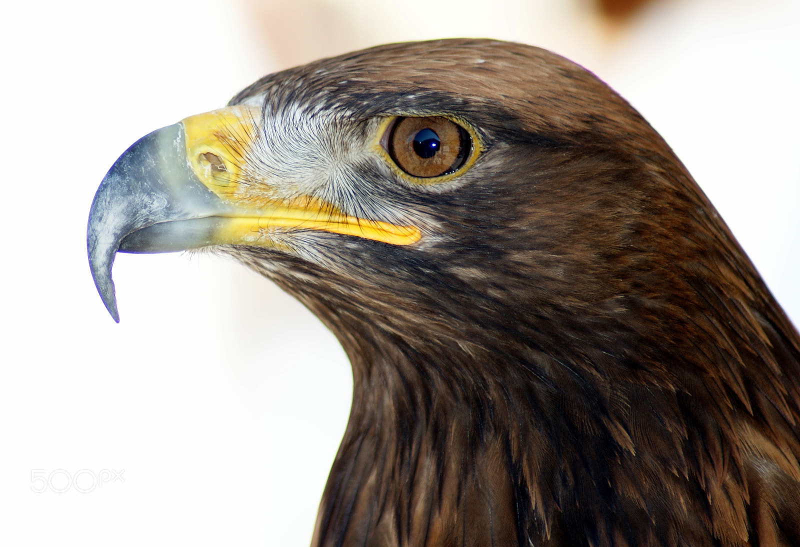 Sony Alpha DSLR-A200 sample photo. Aguila photography