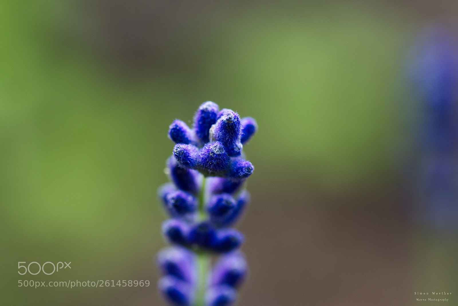 Nikon D5600 sample photo. Lavender photography