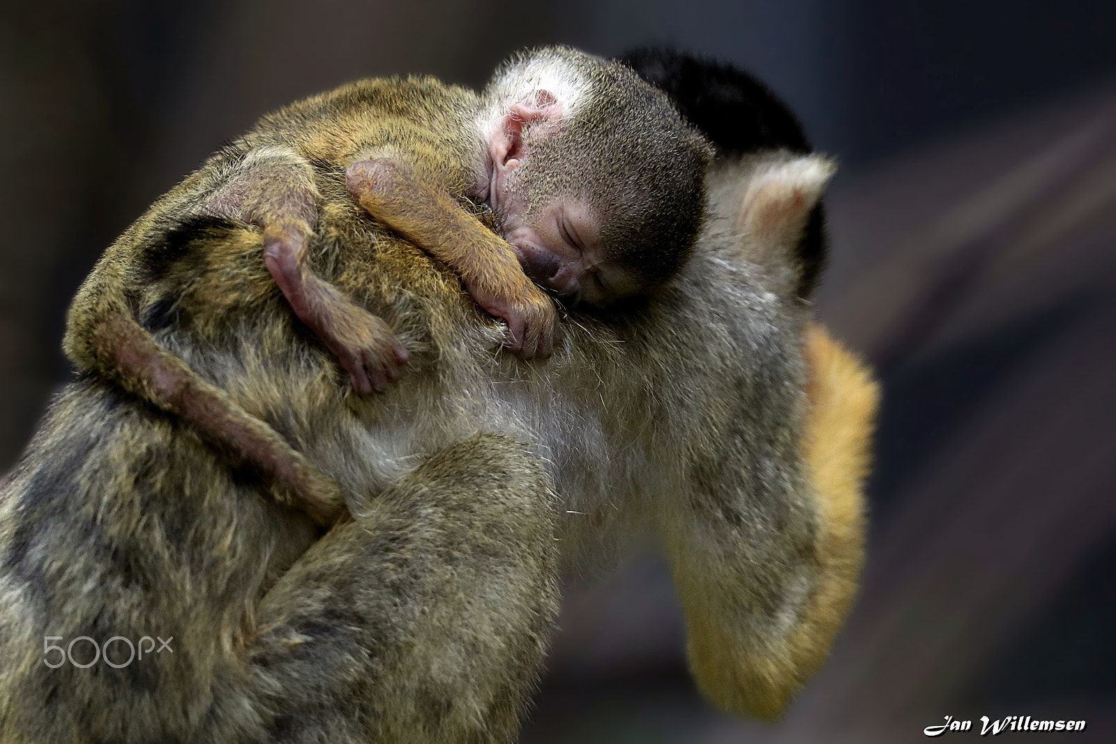 Canon EOS-1D X Mark II + Canon EF 300mm F2.8L IS II USM sample photo. Squirrel monkey photography