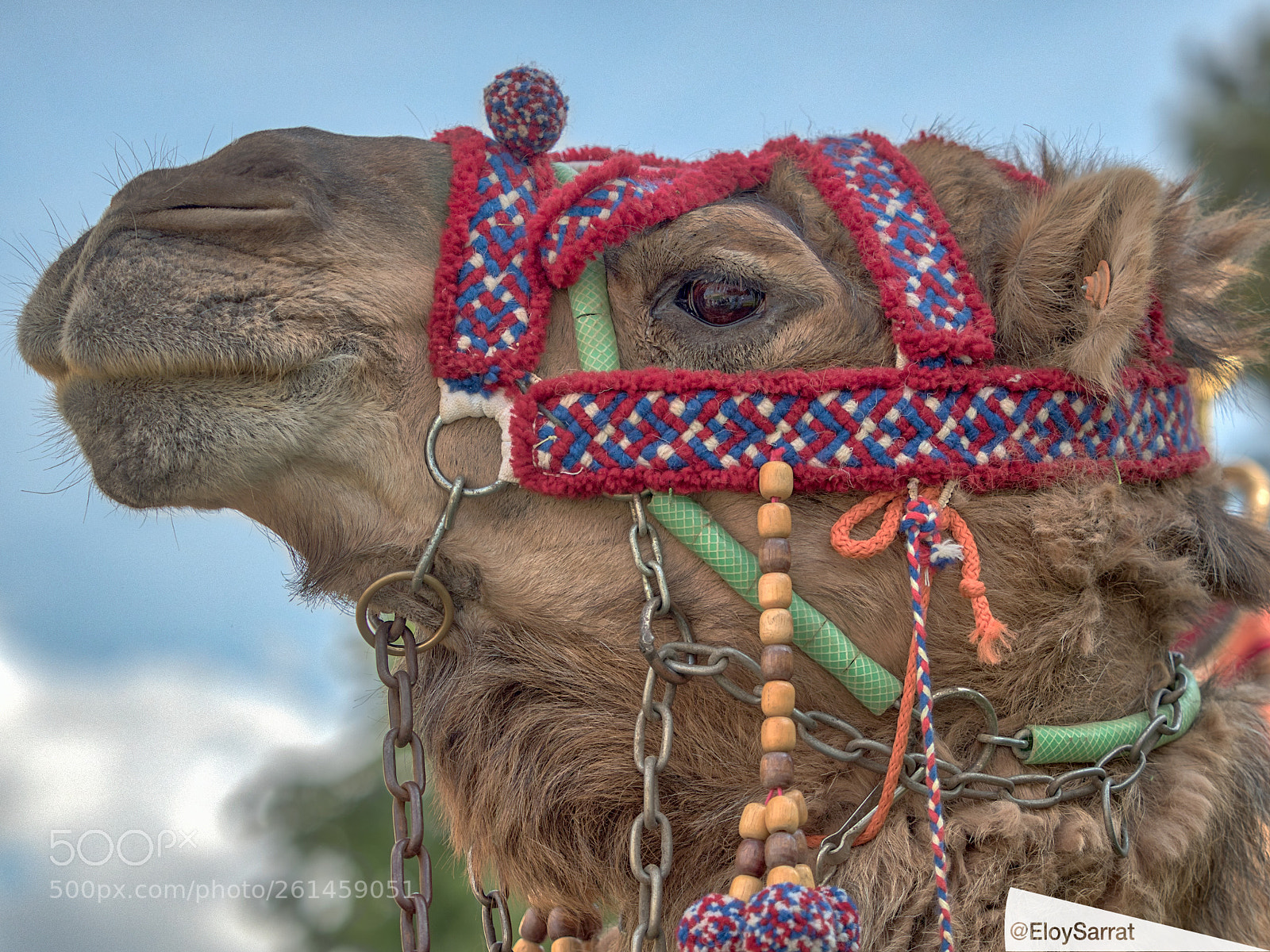 Olympus OM-D E-M5 II sample photo. Festa major de lleida photography