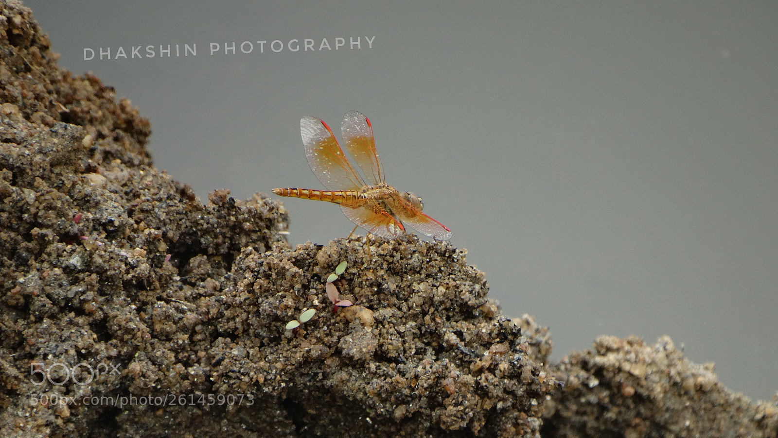 Sony Cyber-shot DSC-HX300 sample photo. Dragon fly photography