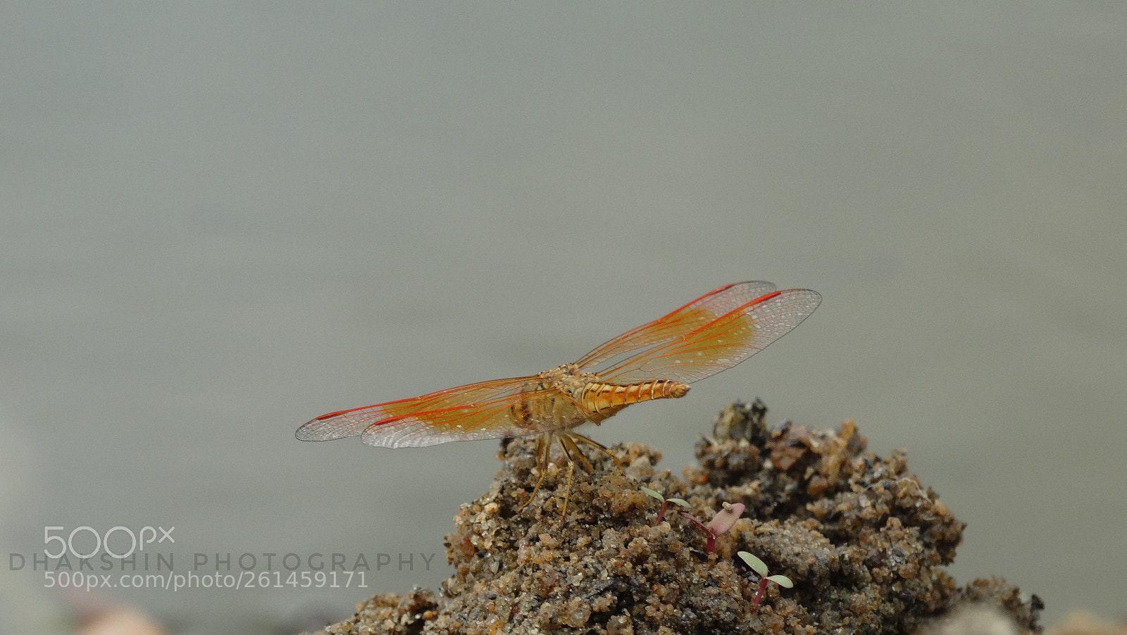 Sony Cyber-shot DSC-HX300 sample photo. Dragon fly photography