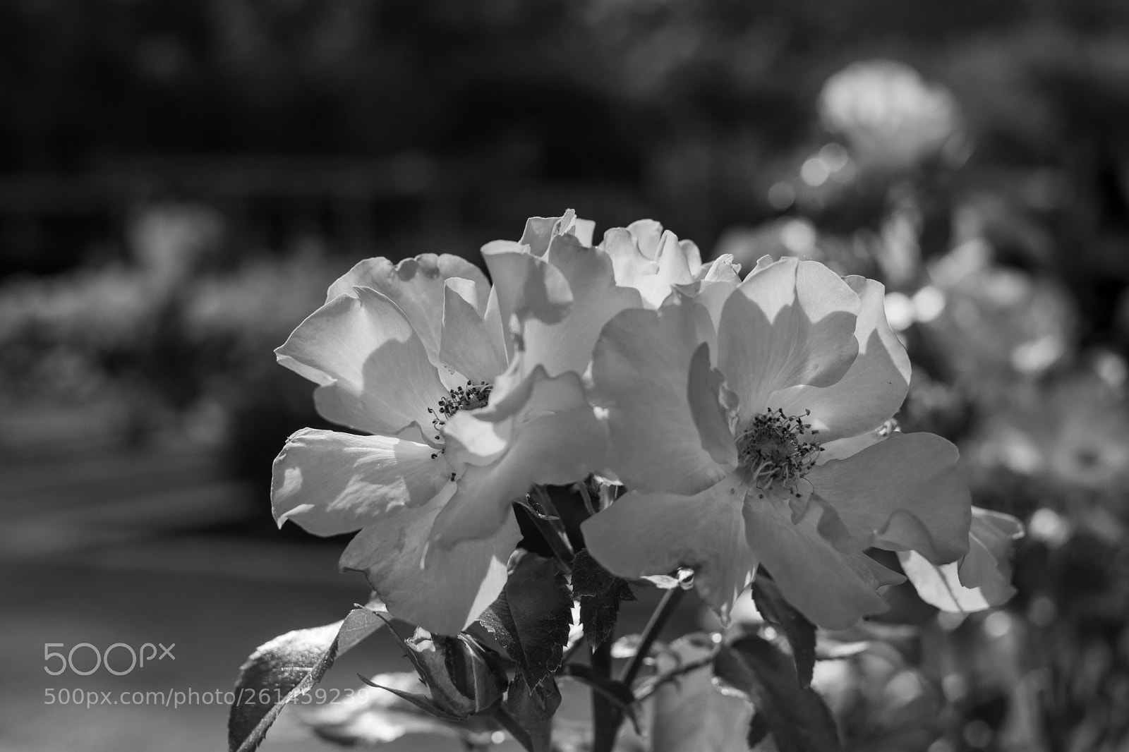 Nikon D3400 sample photo. Sunkissed photography