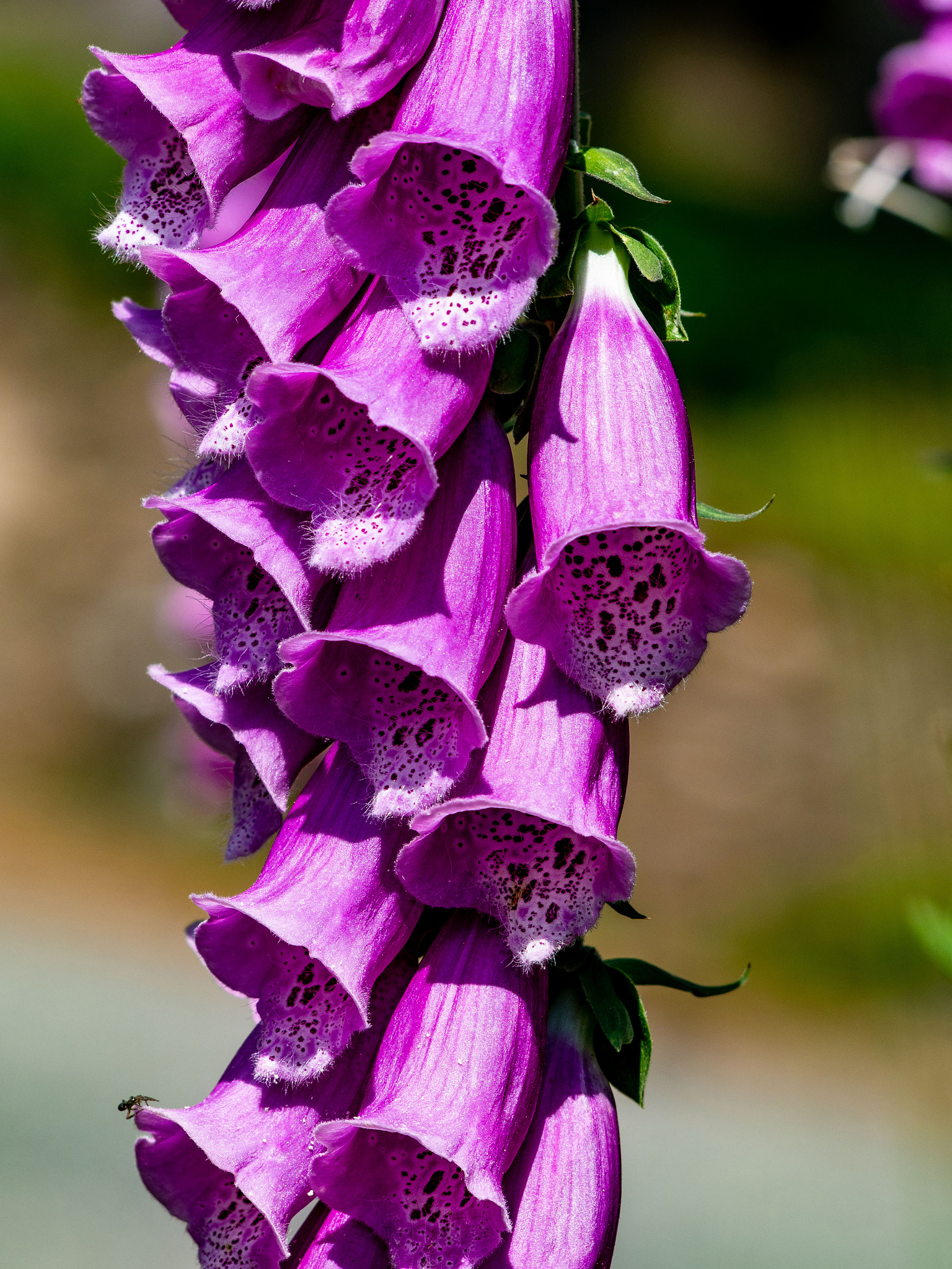 Olympus PEN E-PL5 sample photo. Flower photography