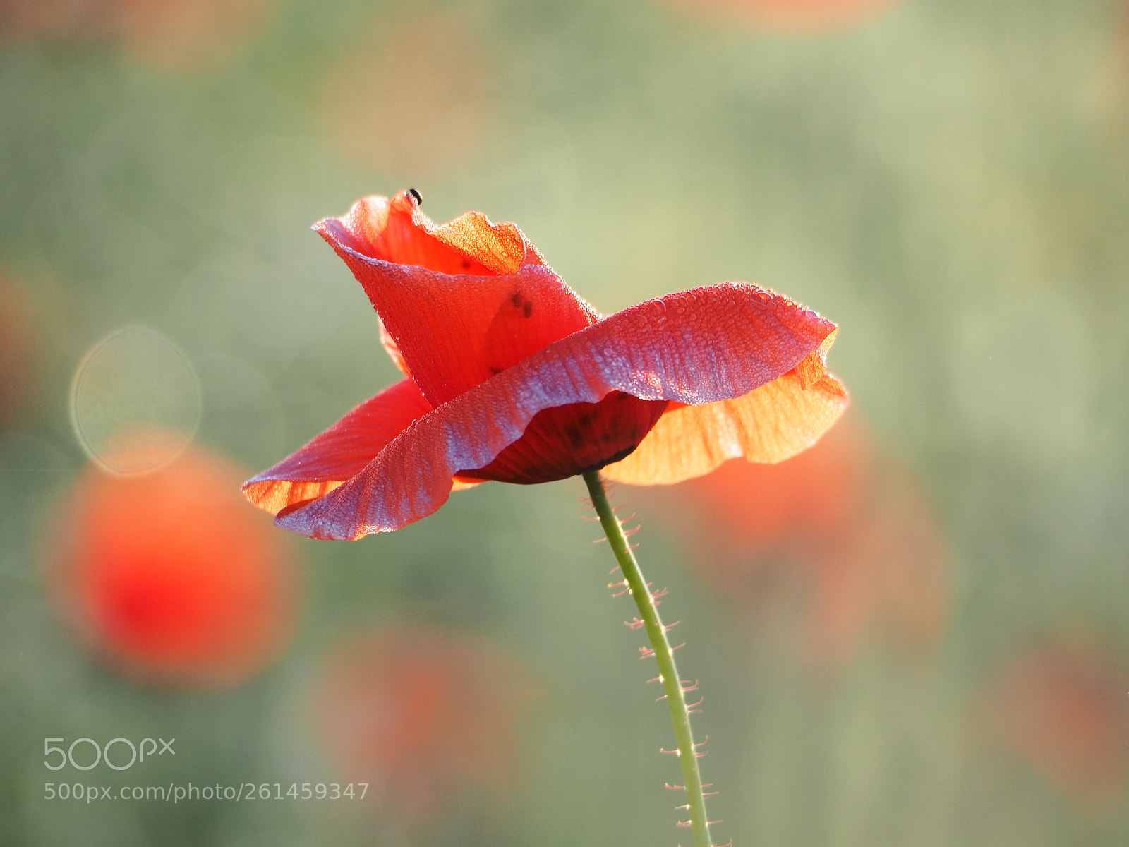 Olympus OM-D E-M5 II sample photo. Mohn auf dem felde photography