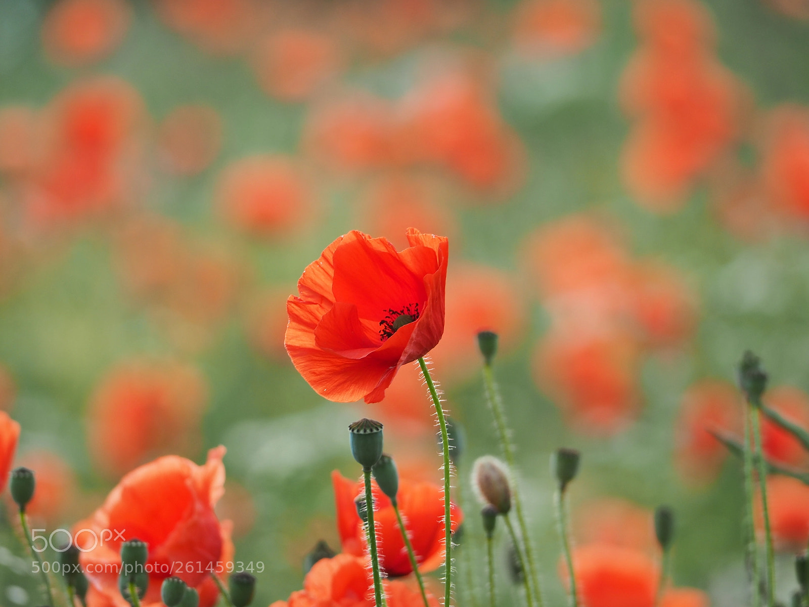 Olympus OM-D E-M5 II sample photo. Mohn auf dem felde photography