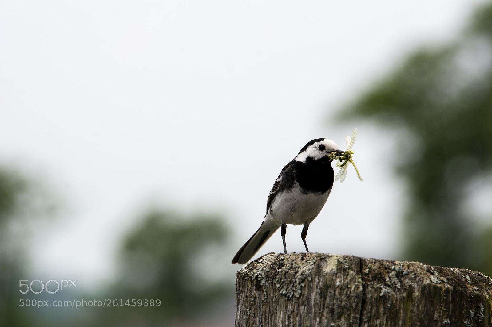Nikon D7100 sample photo. Pied wagtail photography