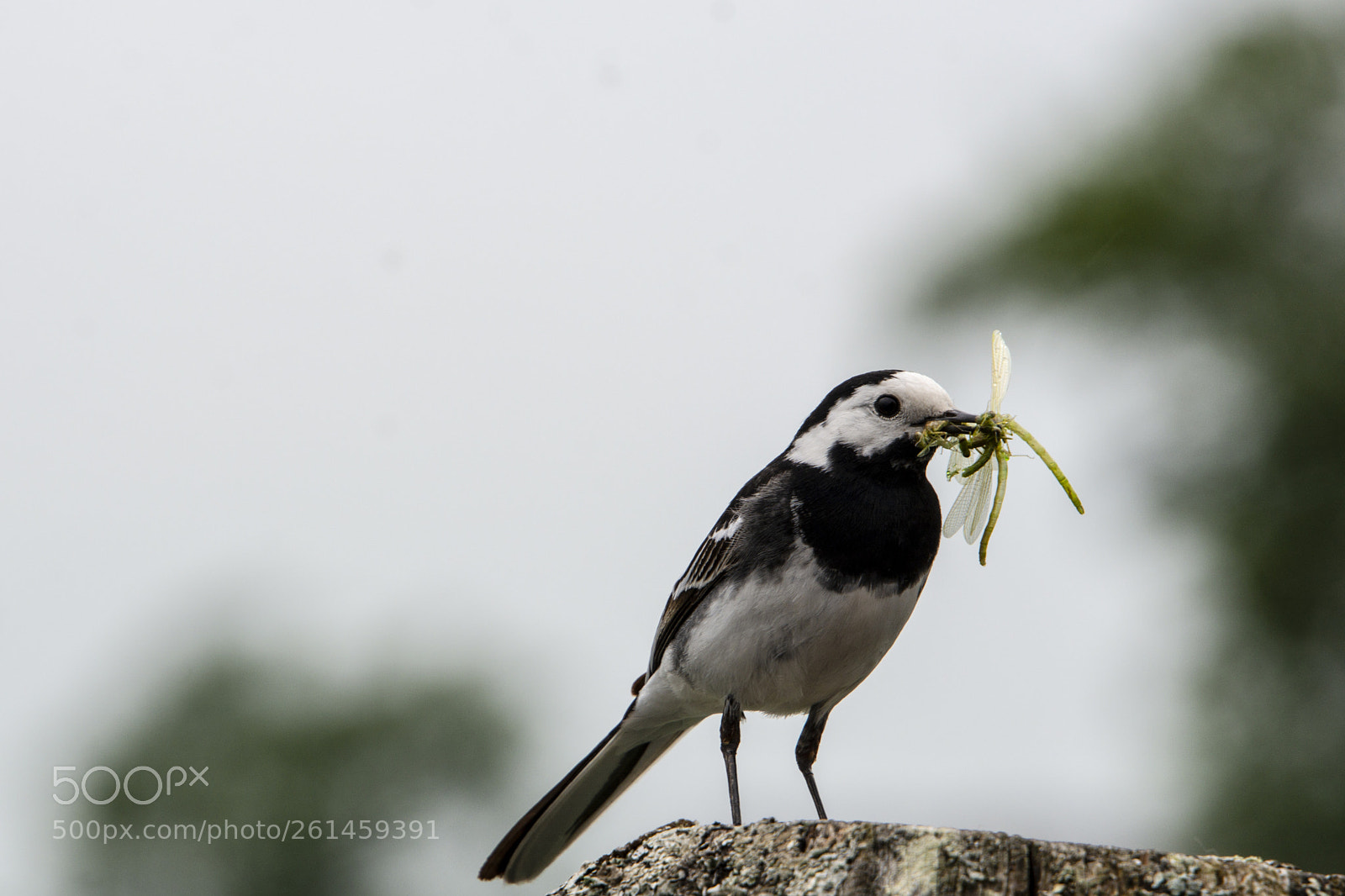 Nikon D7100 sample photo. Pied wagtail photography