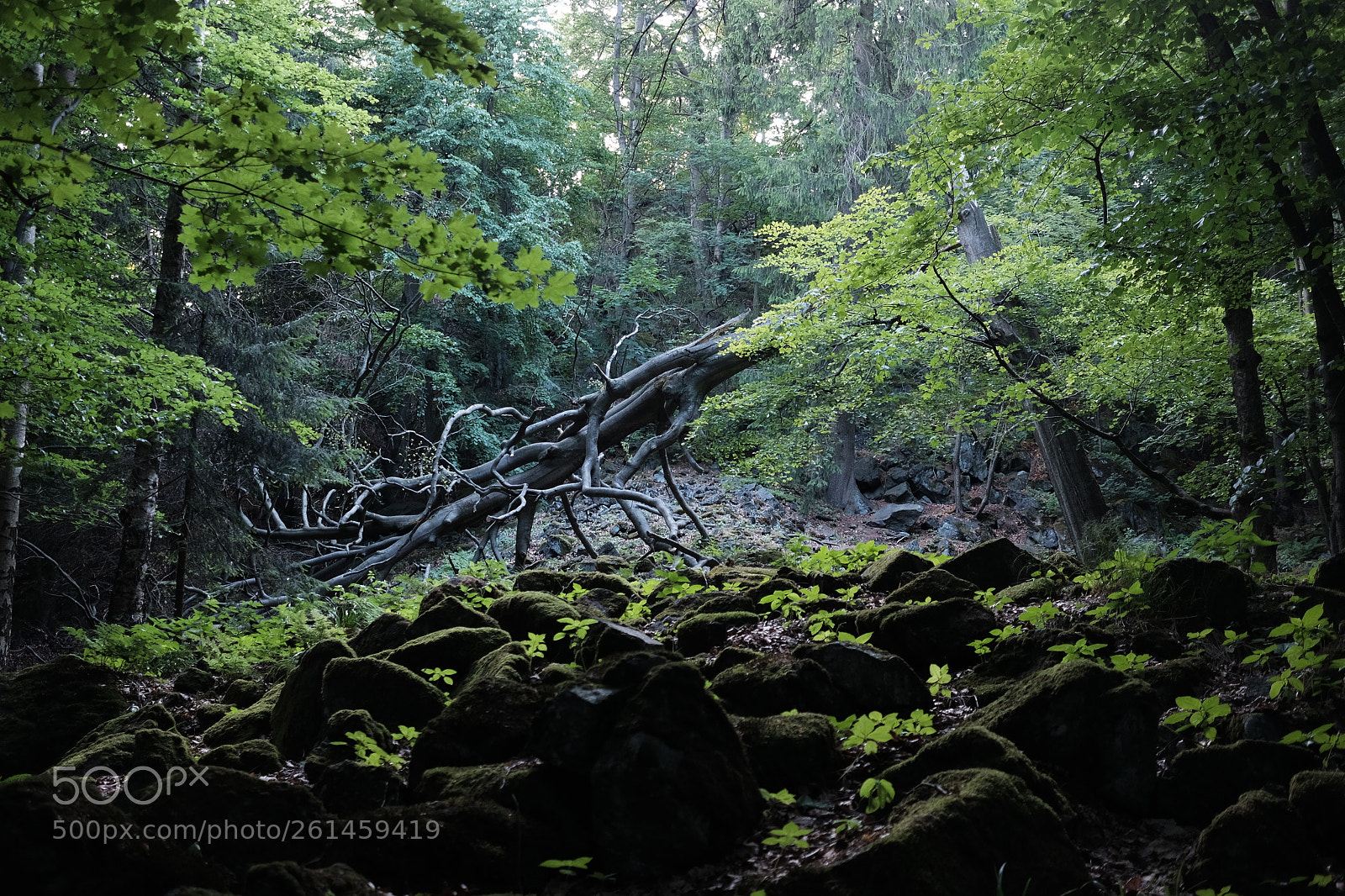 Fujifilm X-T10 sample photo. Untitled photography