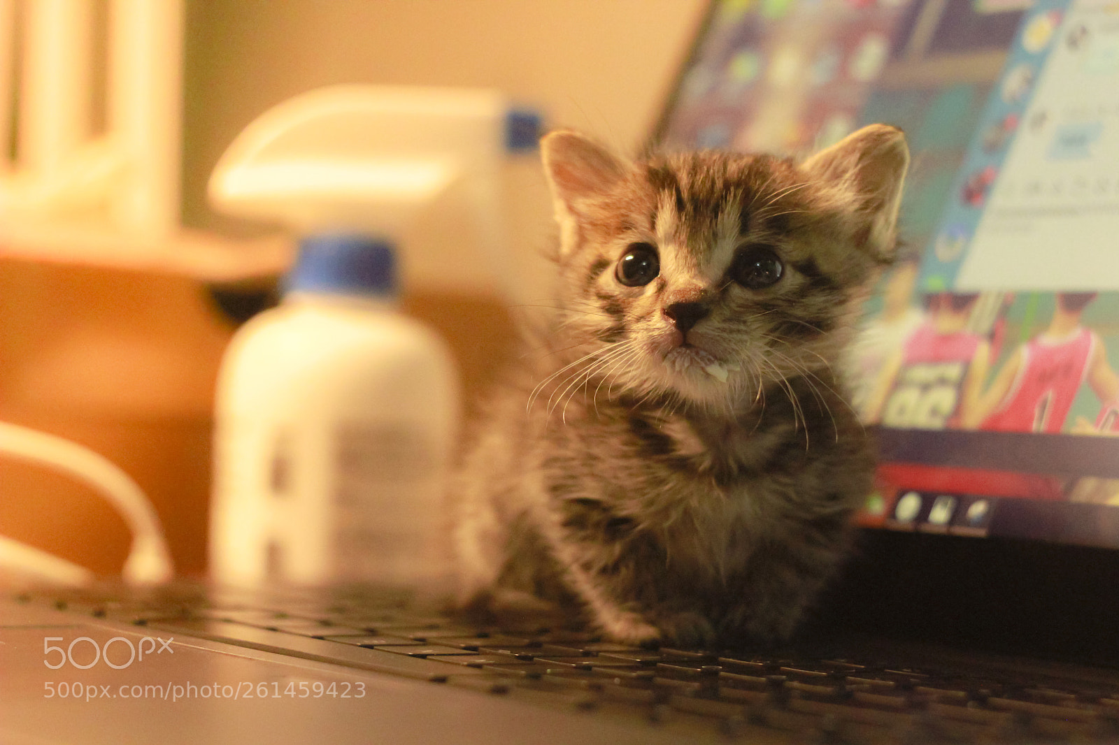 Canon EOS 60D sample photo. Untitled photography
