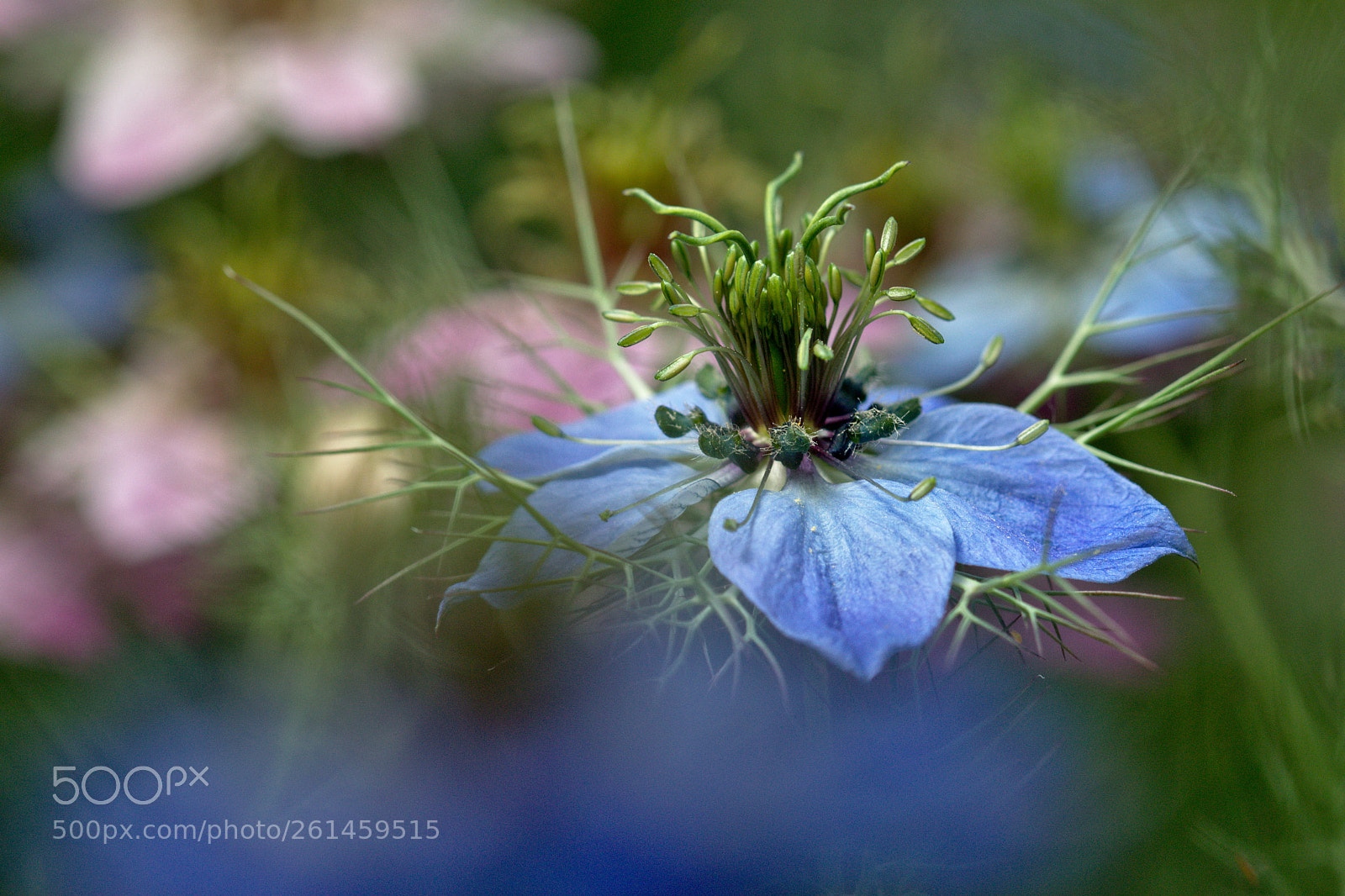 Nikon D3300 sample photo. Nigella damascena photography