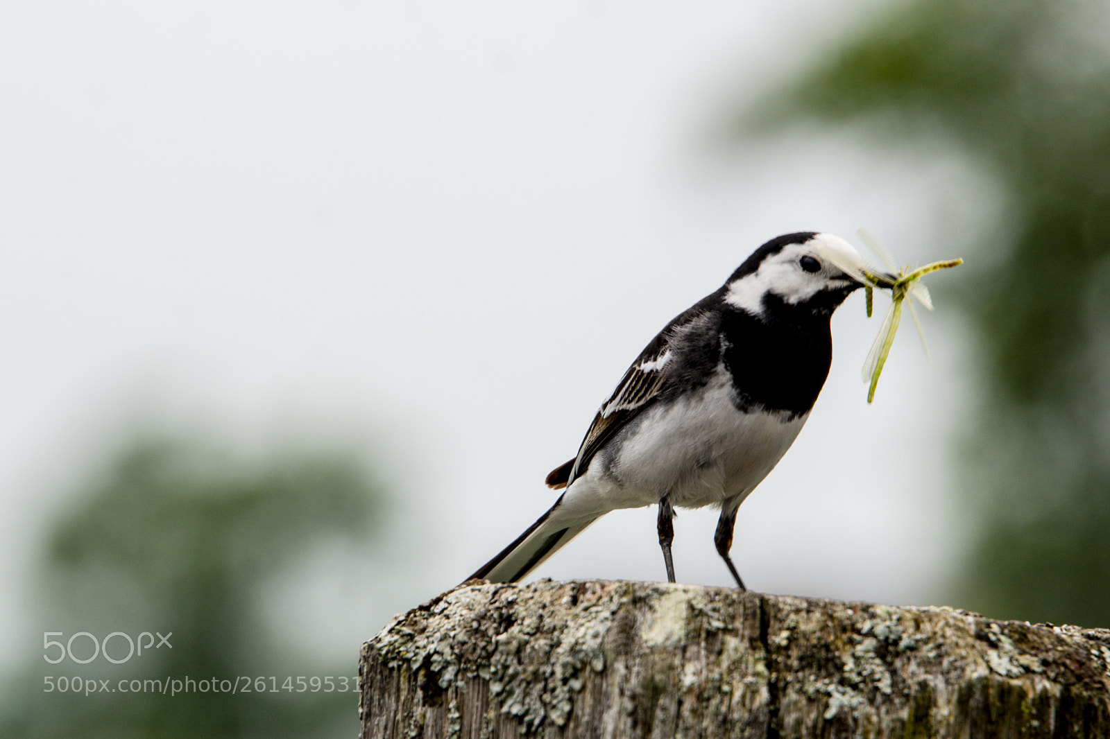 Nikon D7100 sample photo. Pied wagtail photography