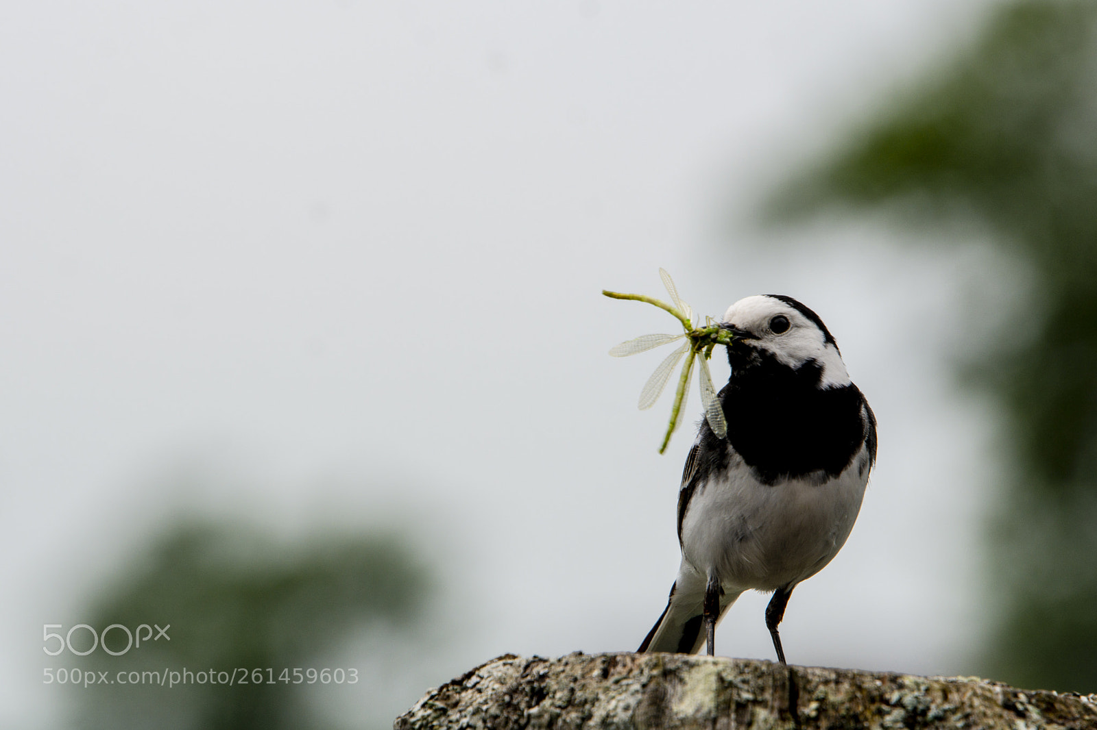 Nikon D7100 sample photo. Pied wagtail photography