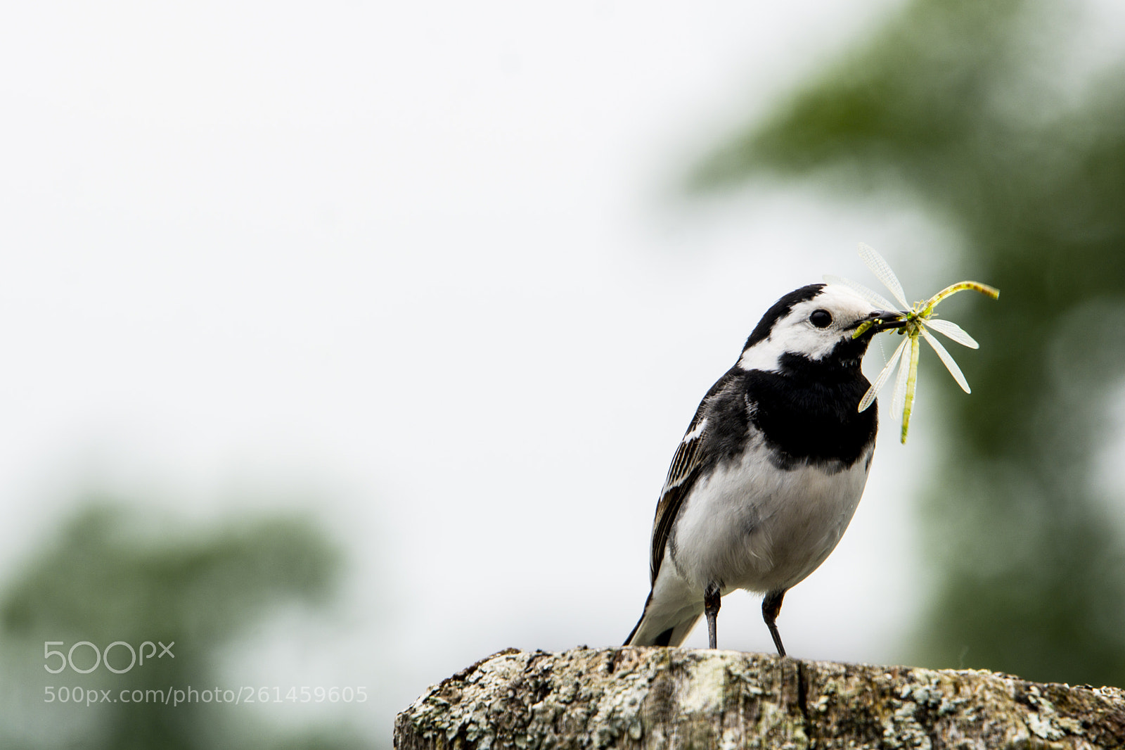 Nikon D7100 sample photo. Pied wagtail photography