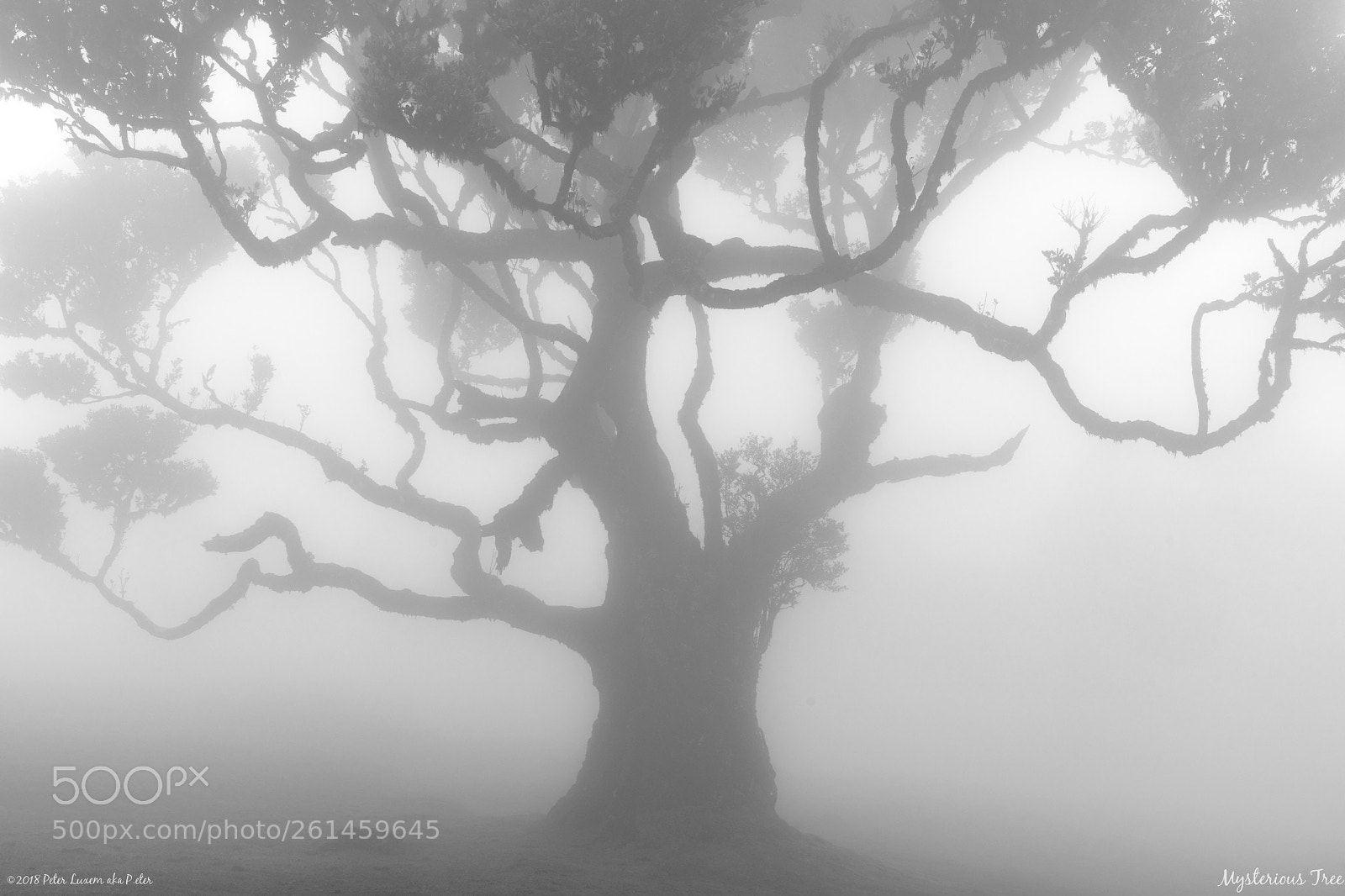 Nikon D850 sample photo. Mysterious tree photography
