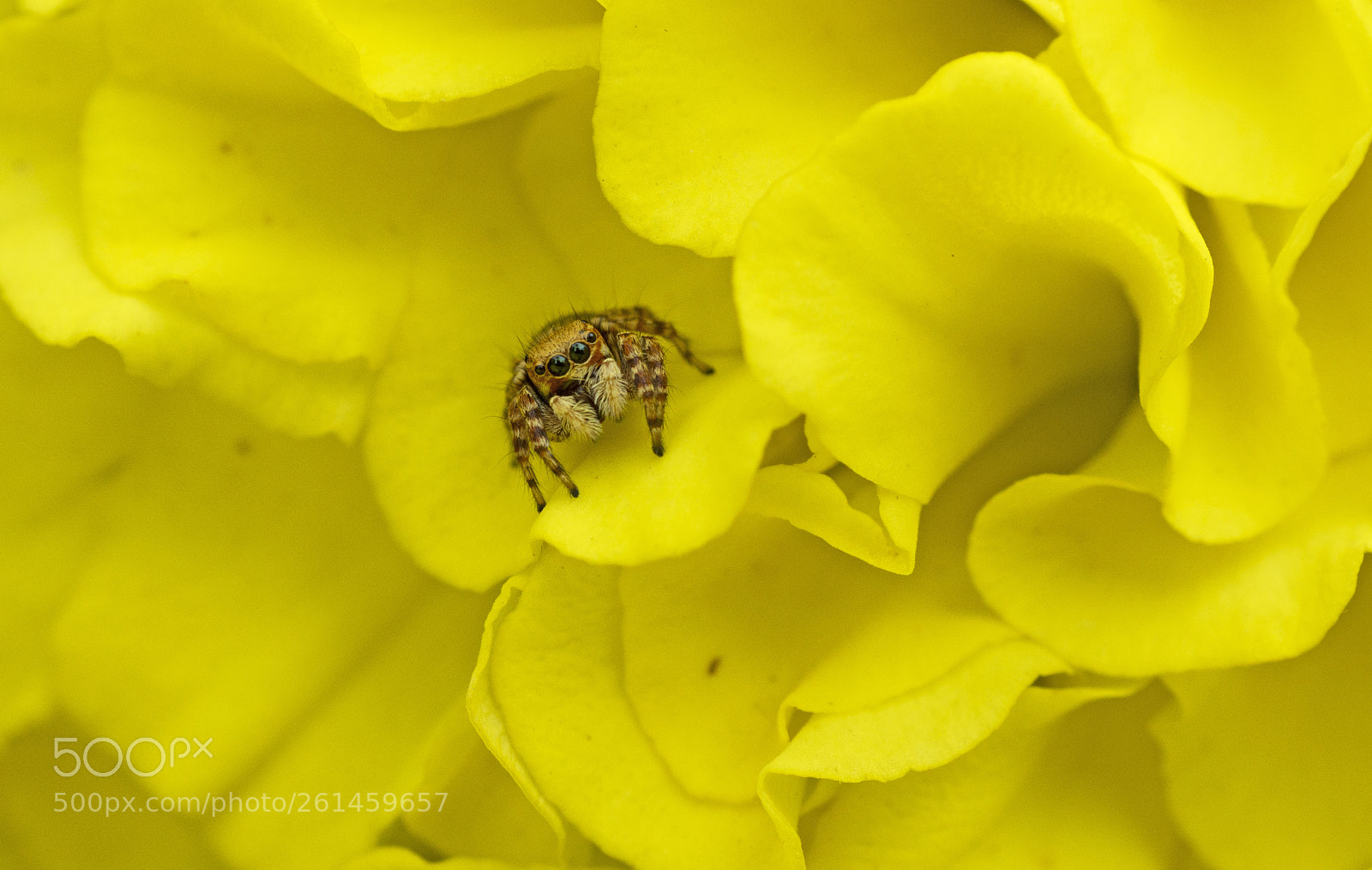 Nikon D7200 sample photo. Jumping spider style photography