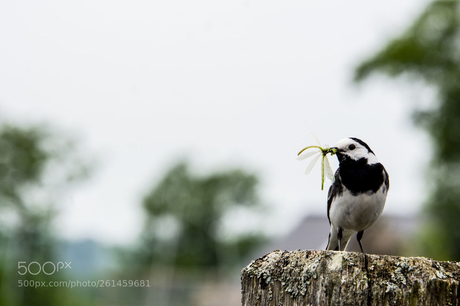 Nikon D7100 sample photo. Pied wagtail photography