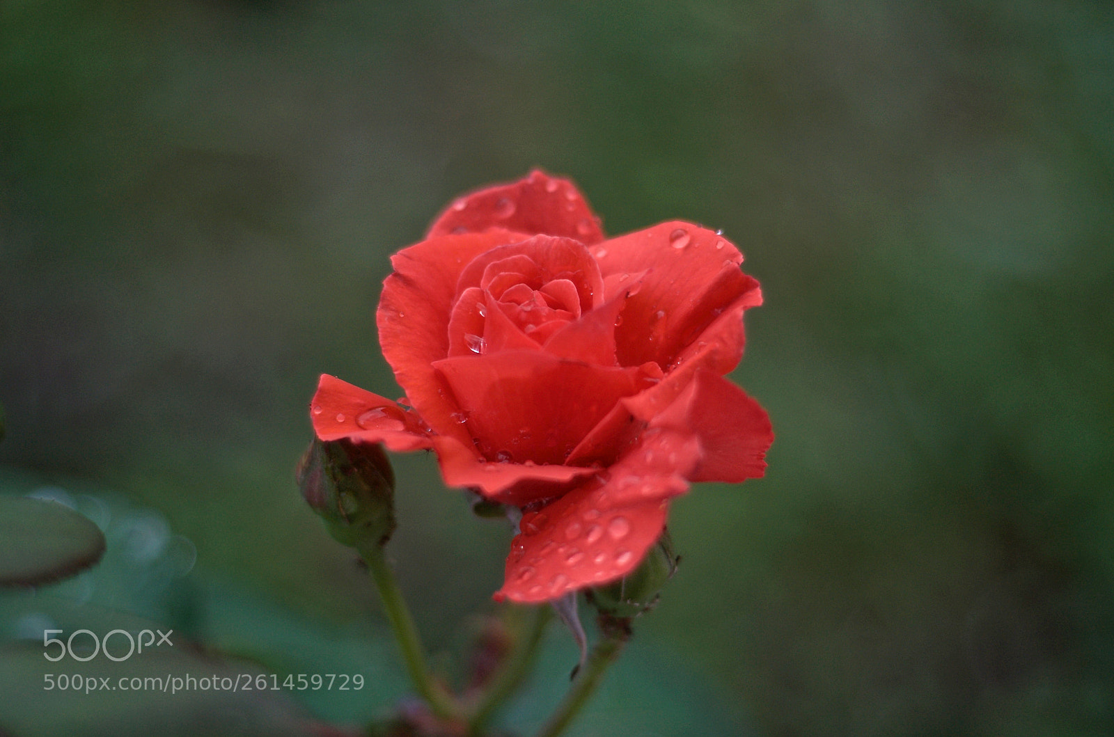Nikon D7000 sample photo. Rosa photography