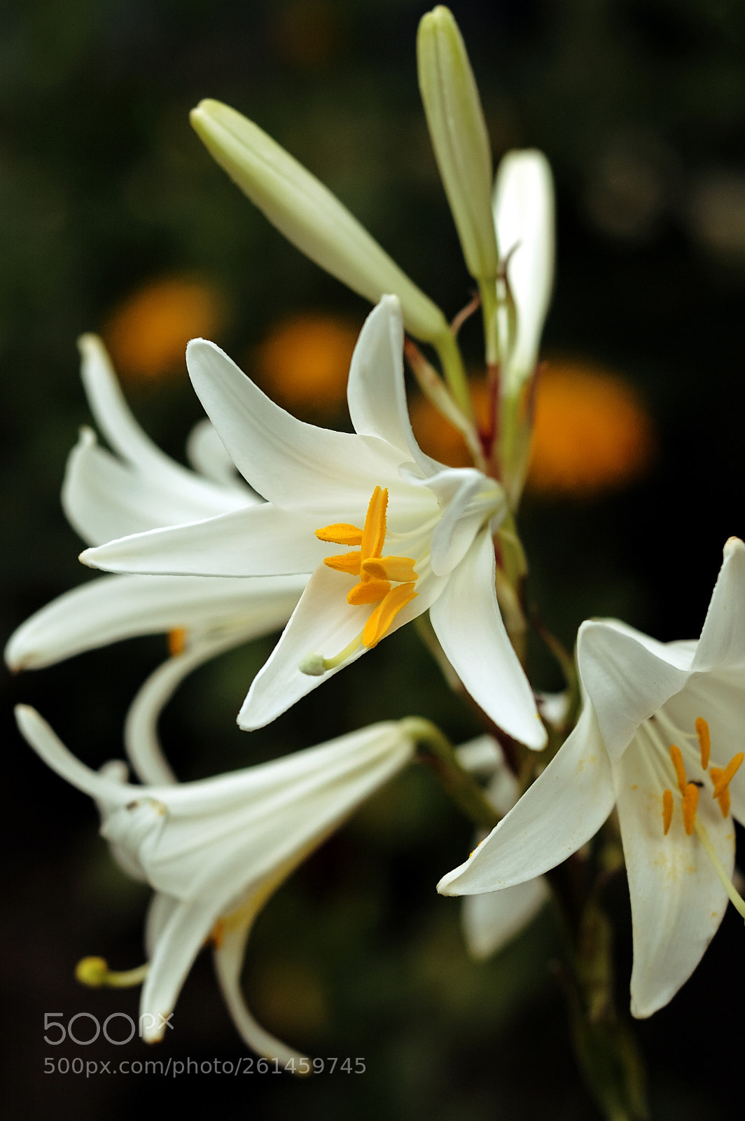Nikon D70s sample photo. White lily photography