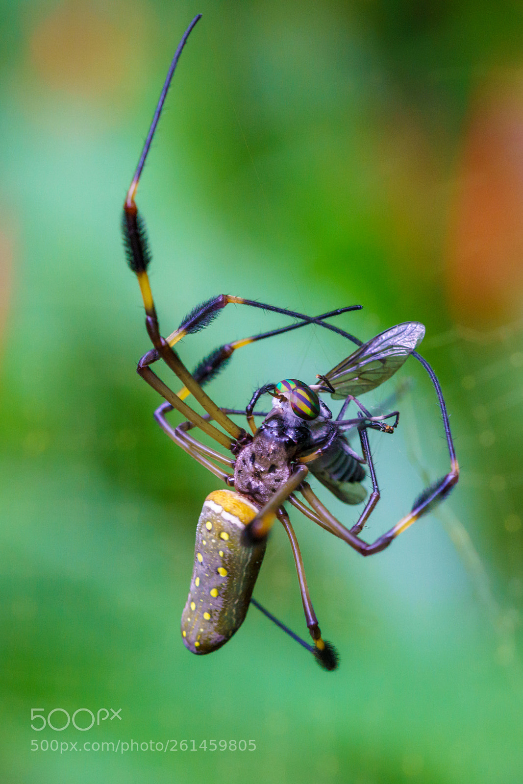 Sony a7R III sample photo. Catch a fly photography