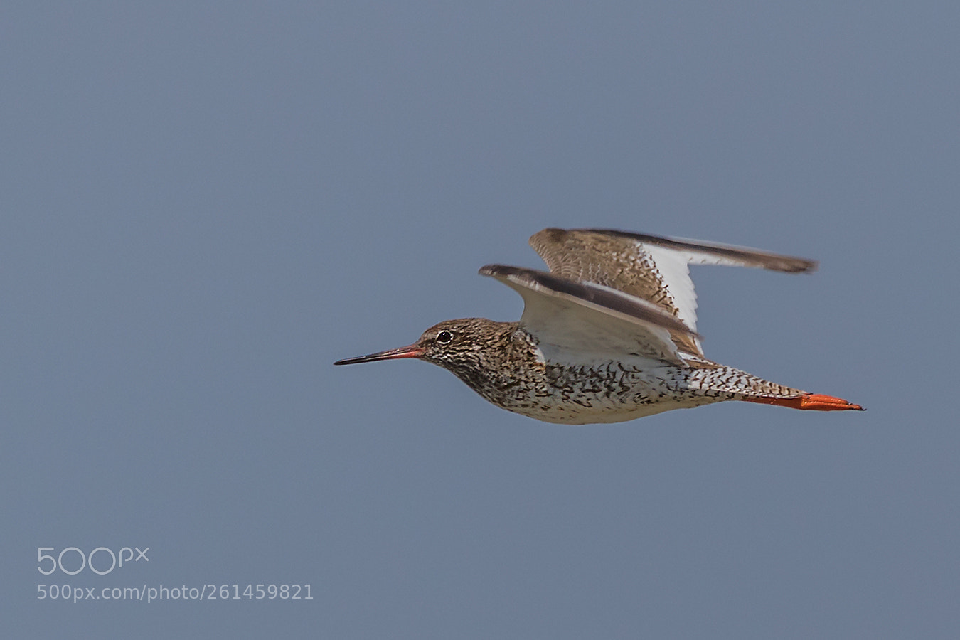 Canon EOS 7D Mark II sample photo. ``rotschenkel´´ photography