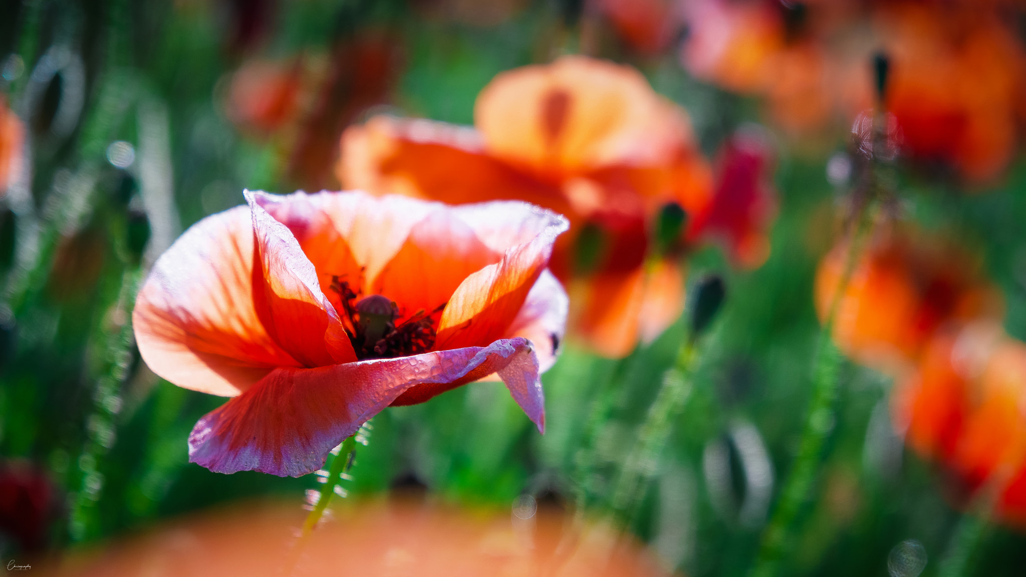 Sony a6500 sample photo. Fading colors photography