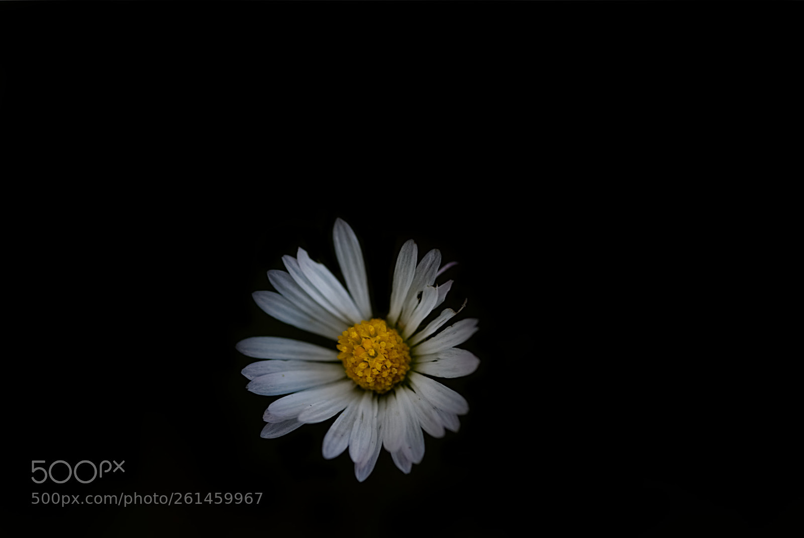 Nikon D610 sample photo. Simplicity photography