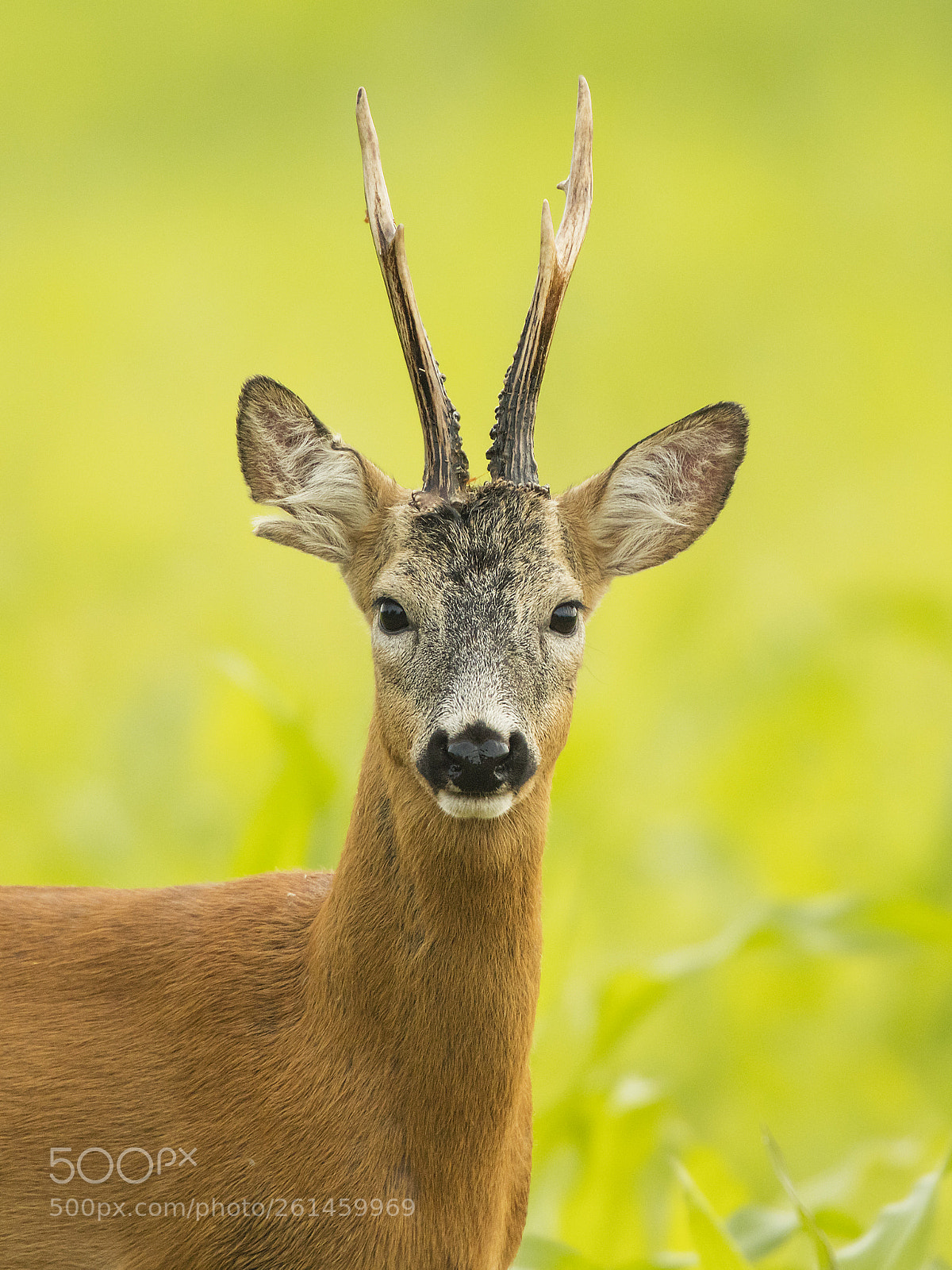 Canon EOS 5DS R sample photo. Roe deer portrait photography