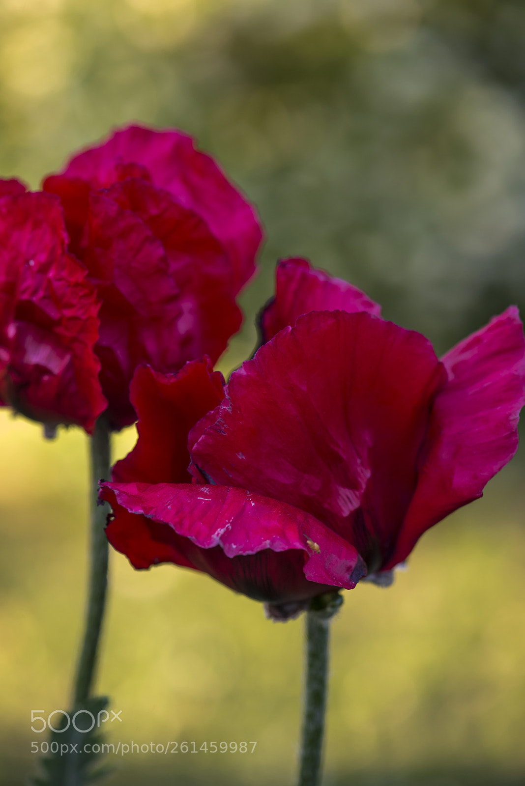 Nikon D600 sample photo. Two big poppies photography