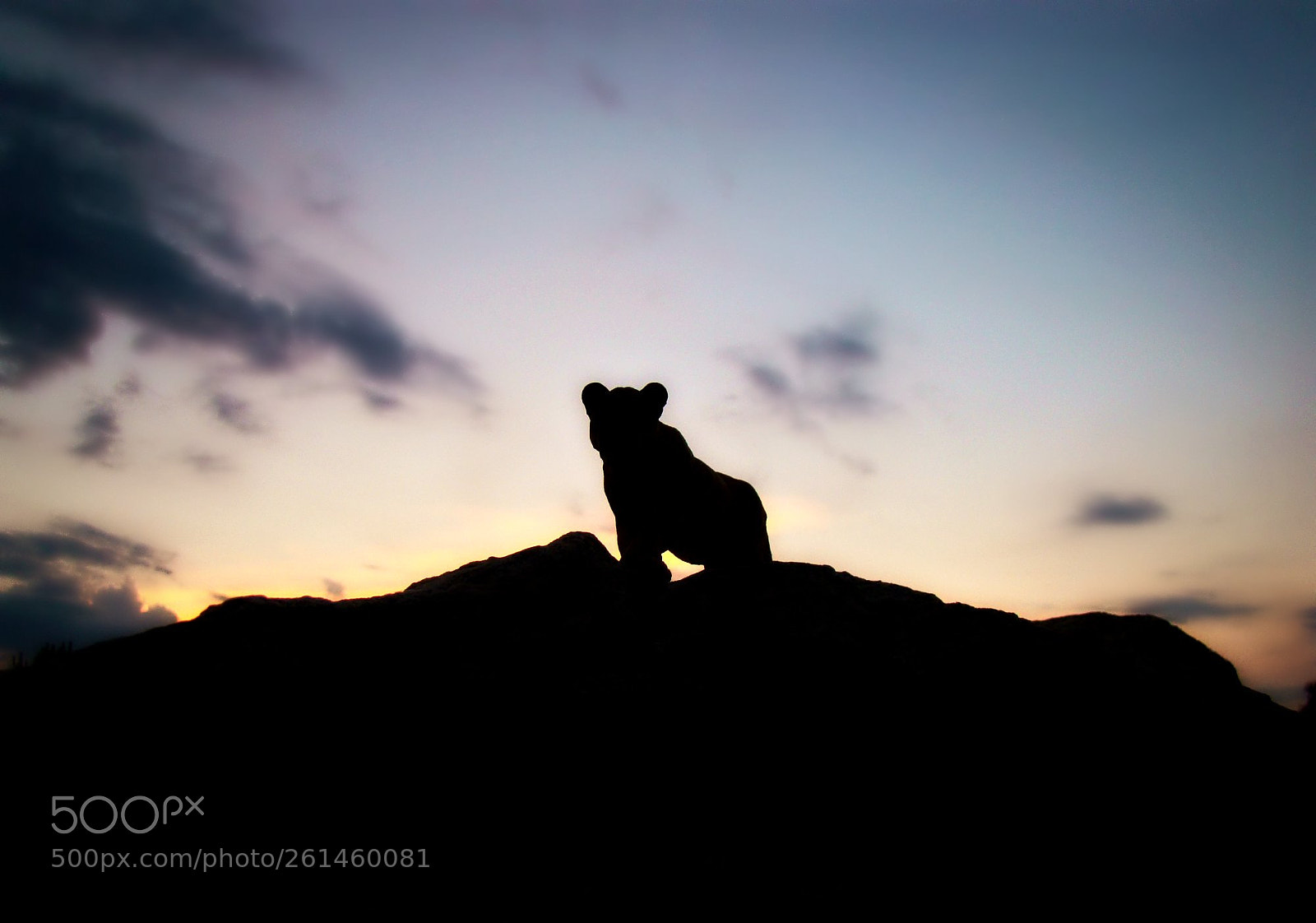 Sony Cyber-shot DSC-H50 sample photo. Roar photography