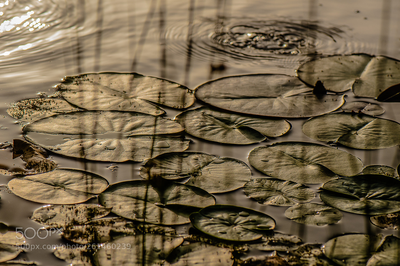 Nikon D500 sample photo. Seerosen photography